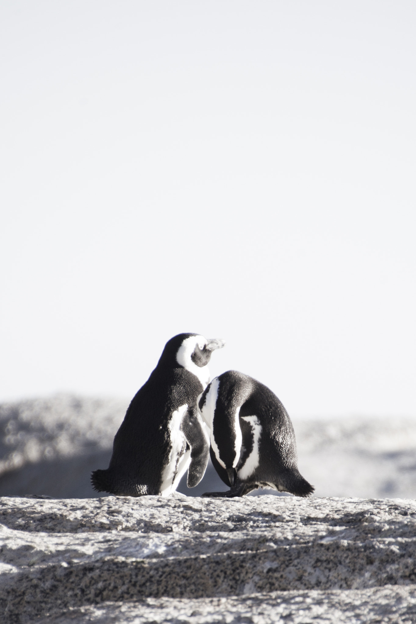 Canon EOS-1D Mark IV sample photo. The penguins photography