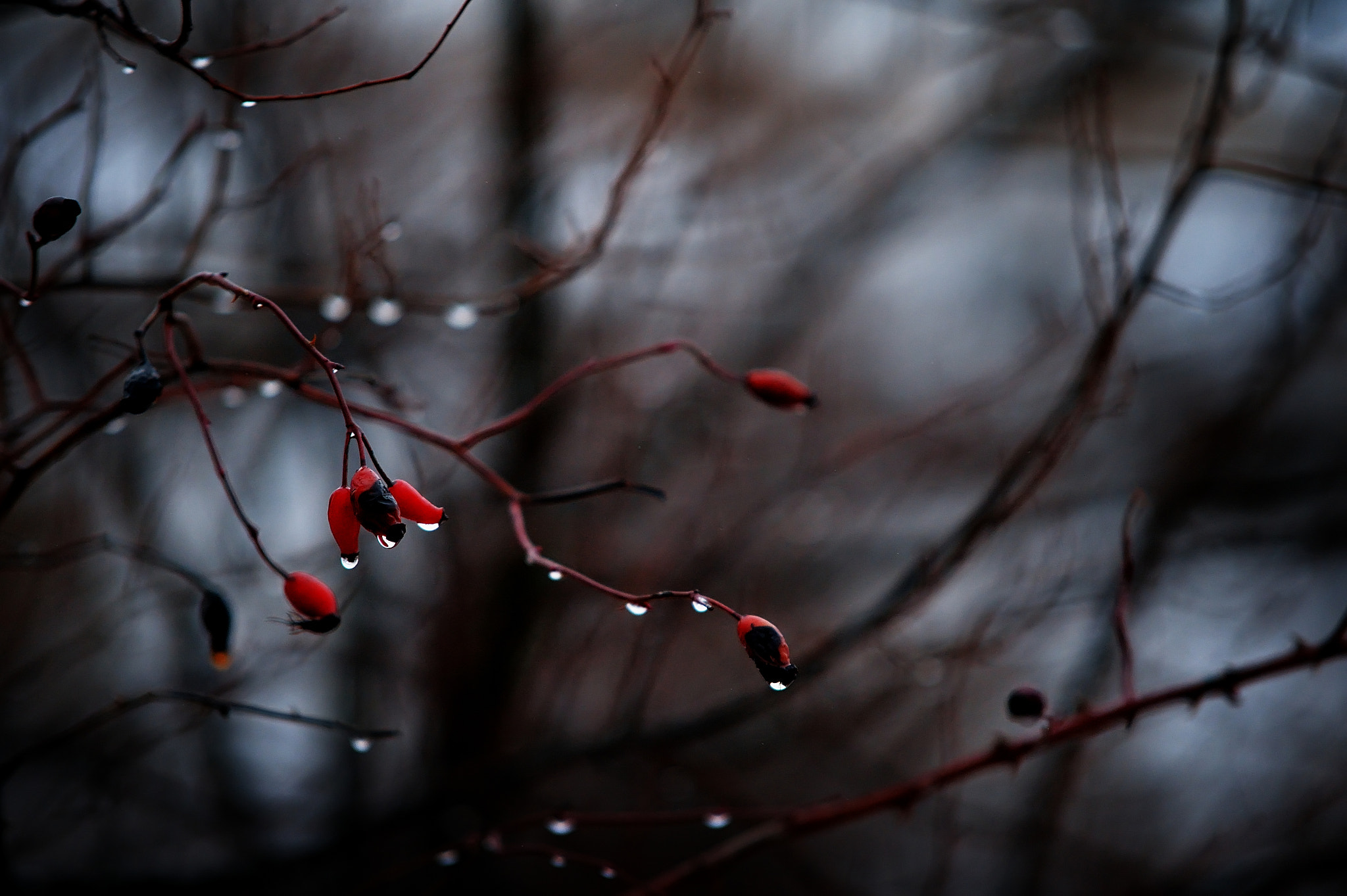 Sigma 70-200mm F2.8 EX DG Macro HSM II sample photo. Winter snowbreak photography