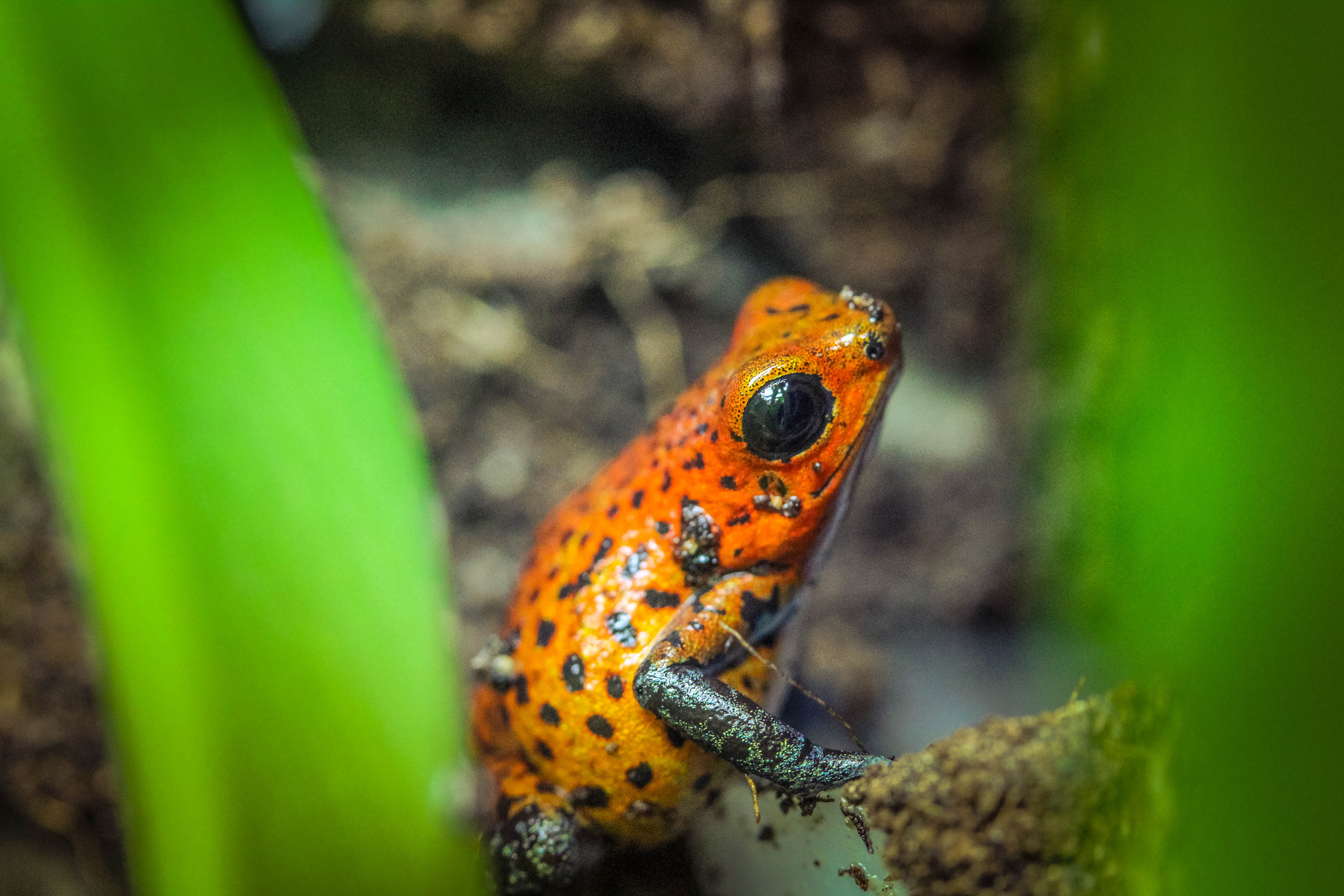 Canon EF-S 60mm F2.8 Macro USM sample photo. Oophaga pumilio "bahia grande" photography