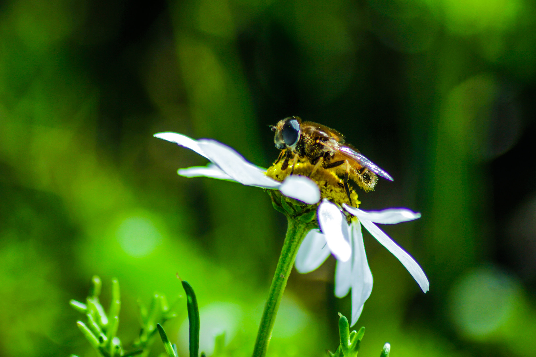 Canon EOS M sample photo. Bee photography