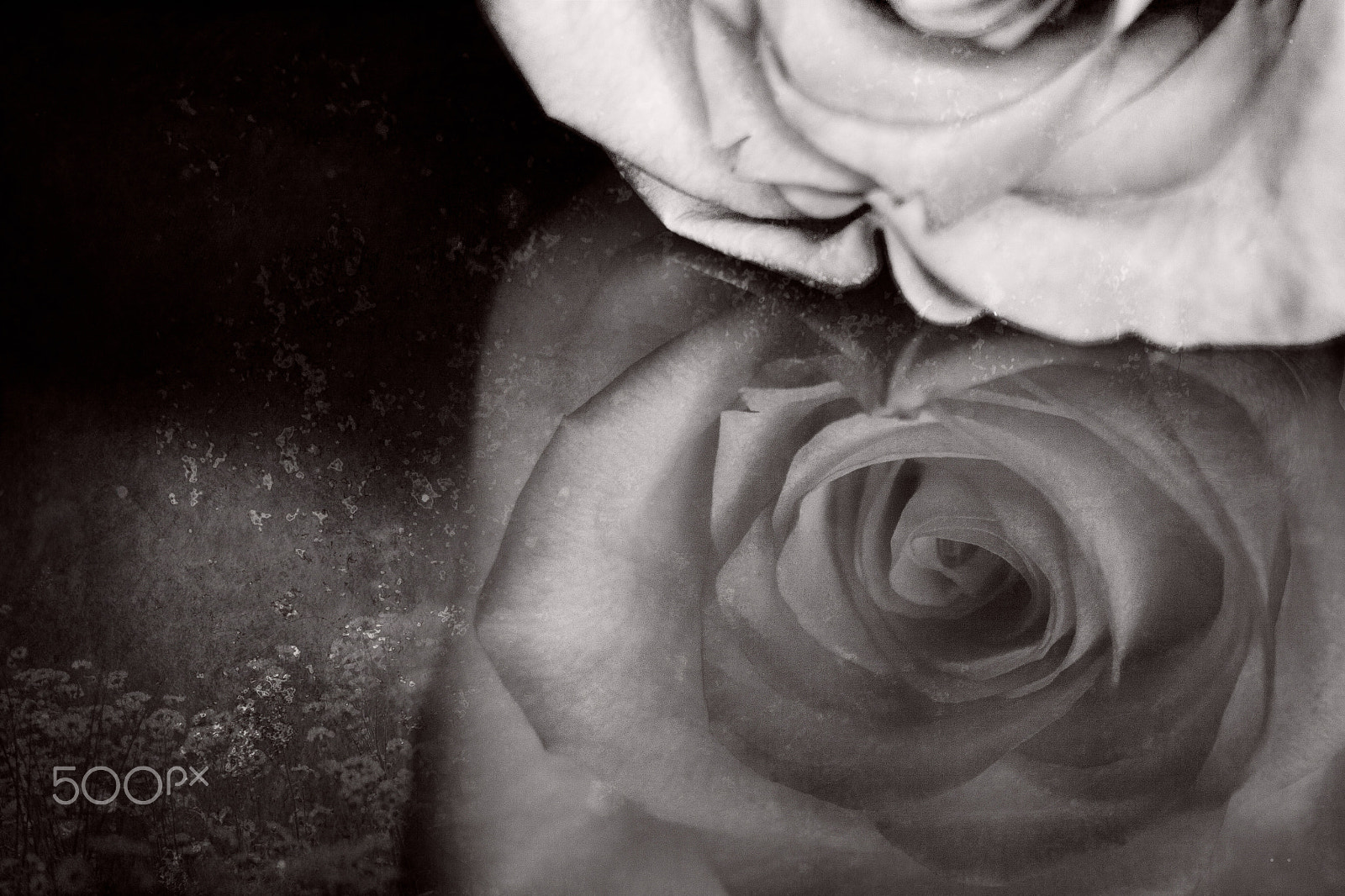 Canon EF-S 18-55mm F3.5-5.6 sample photo. A valentine's day rose photography
