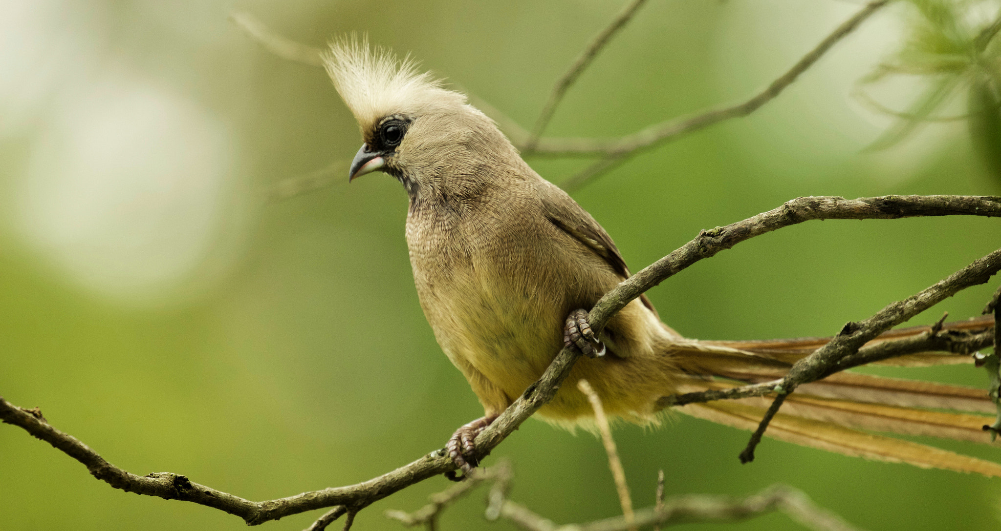 Canon EF 100-400mm F4.5-5.6L IS II USM sample photo. Mousebird photography