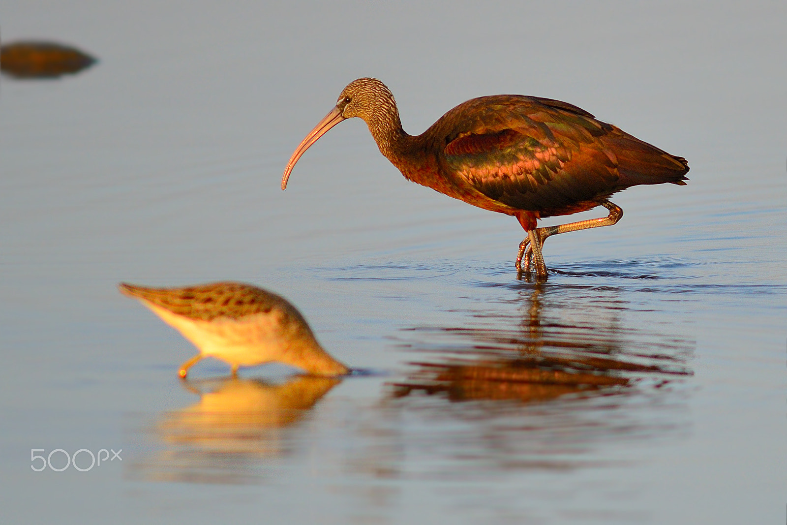 Nikon D7000 + AF Nikkor 300mm f/4 IF-ED sample photo. Glossy ibis photography