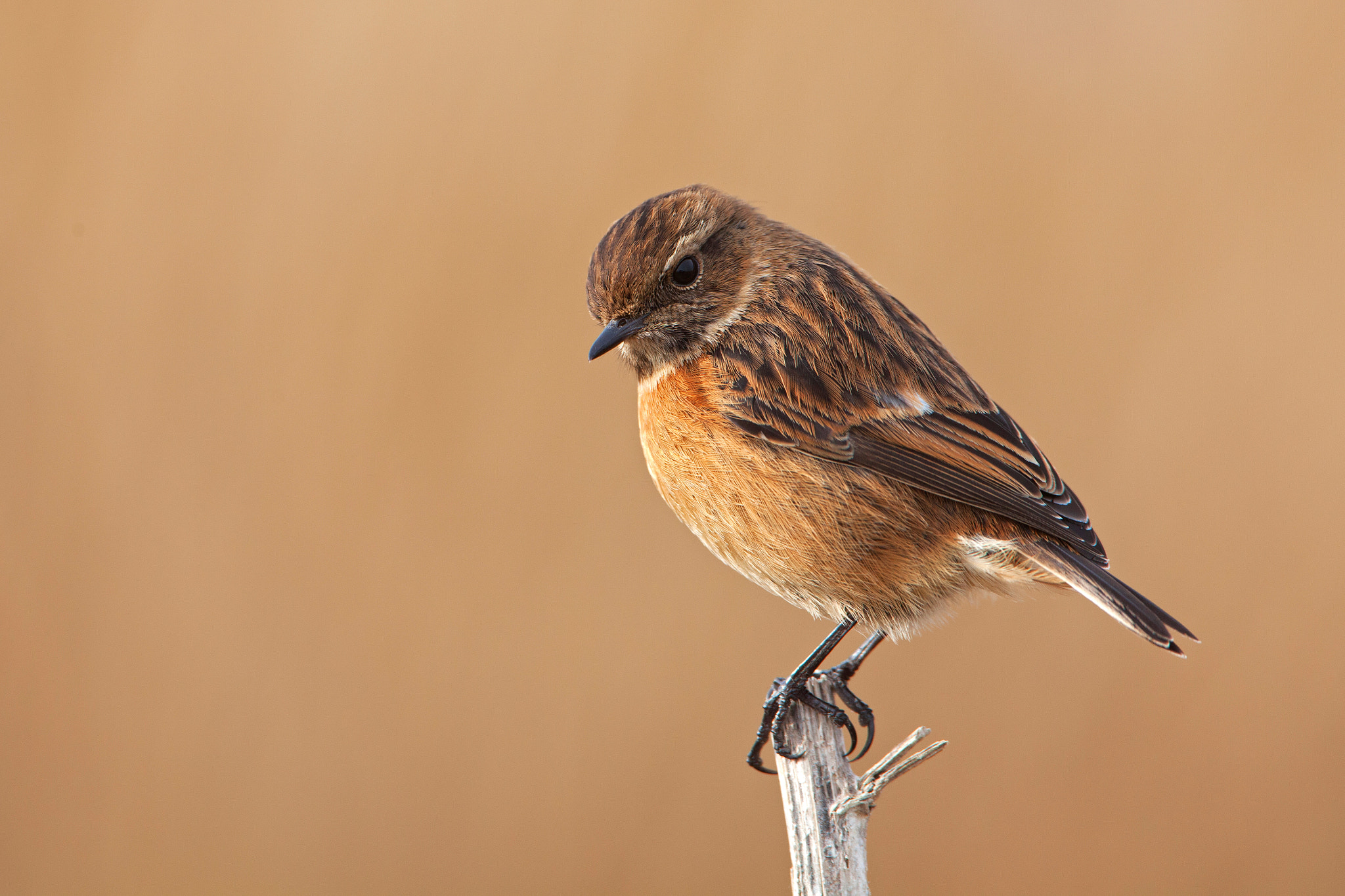 Canon EF 500mm F4L IS USM sample photo. European stonechat - female photography
