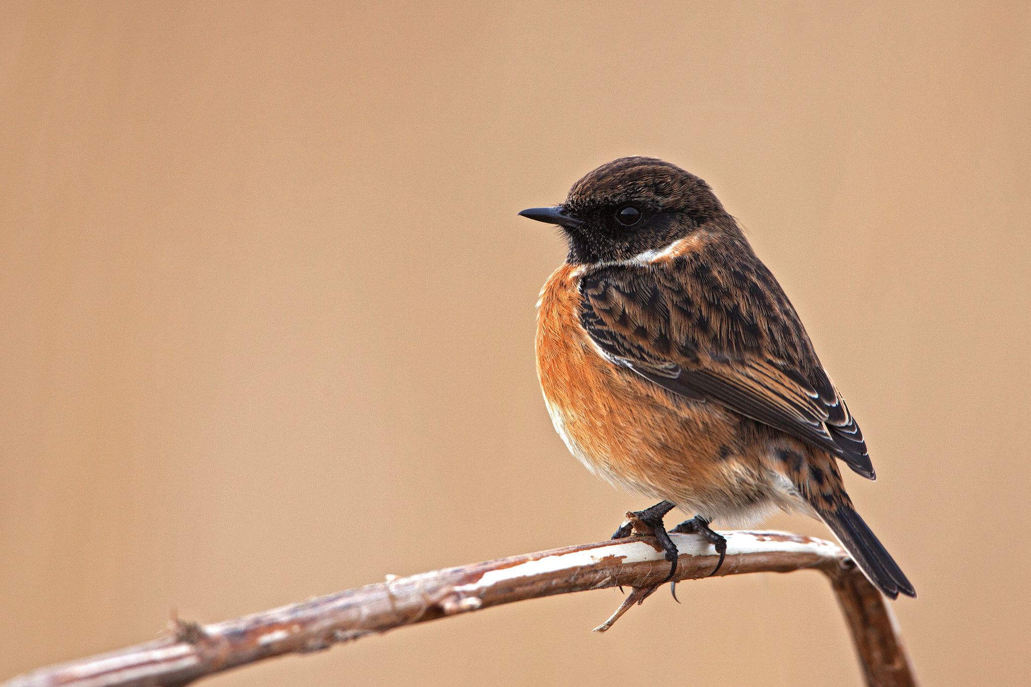 Canon EF 500mm F4L IS USM sample photo. European stonechat - male photography