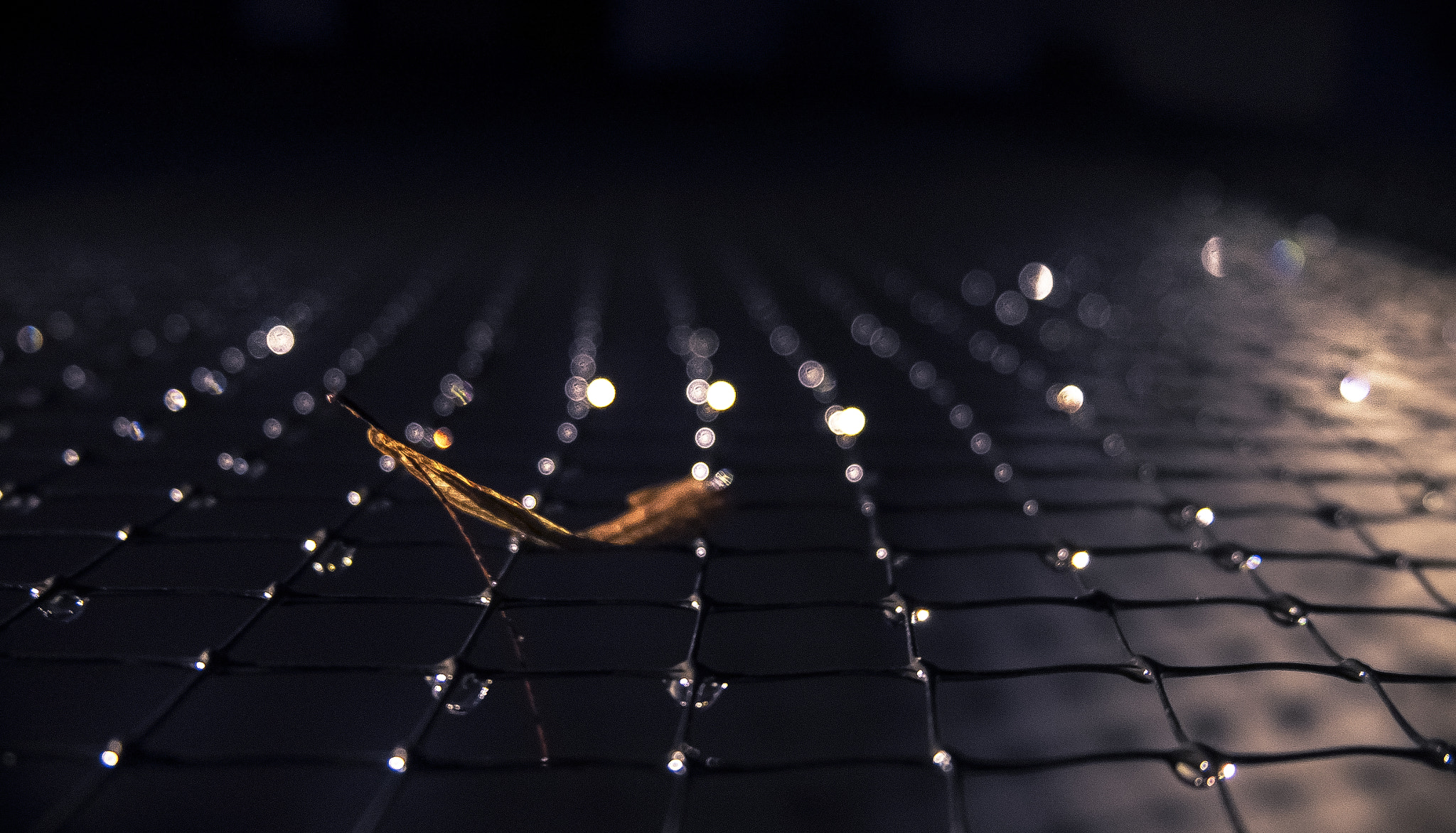 Fujifilm X-Pro1 + Fujifilm XC 16-50mm F3.5-5.6 OIS II sample photo. A leaf under the rain photography