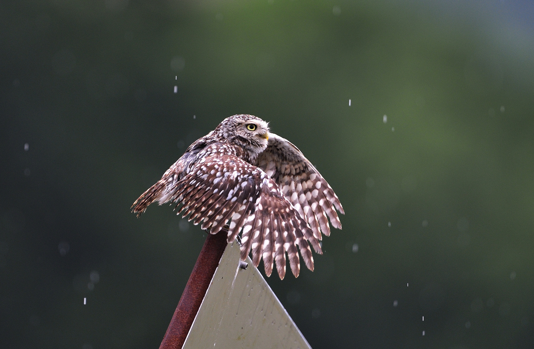 AF-S Nikkor 600mm f/4D IF-ED sample photo. _wle6260.jpg photography