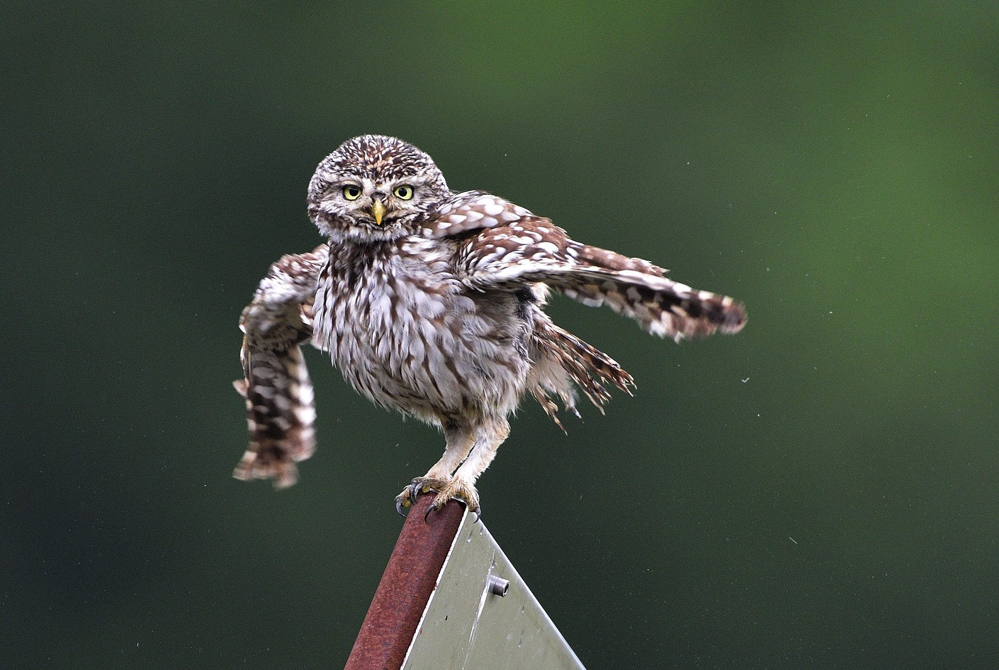 AF-S Nikkor 600mm f/4D IF-ED sample photo. _wle6131.jpg photography