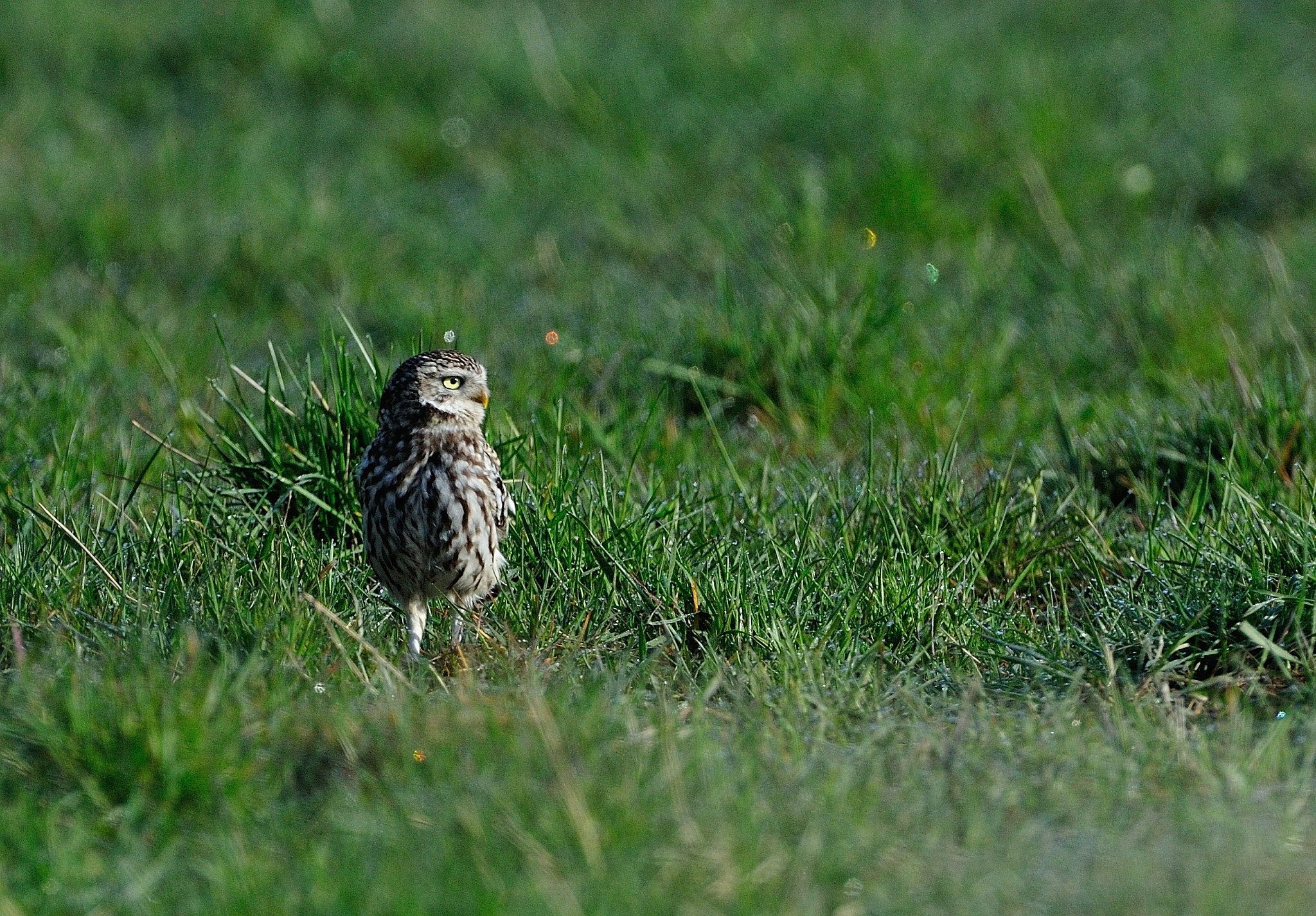 AF-S Nikkor 600mm f/4D IF-ED sample photo. Hkr_5256.jpg photography