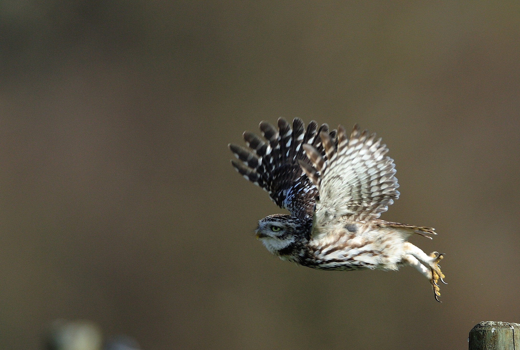 AF-S Nikkor 600mm f/4D IF-ED sample photo. Hkr_5445.jpg photography