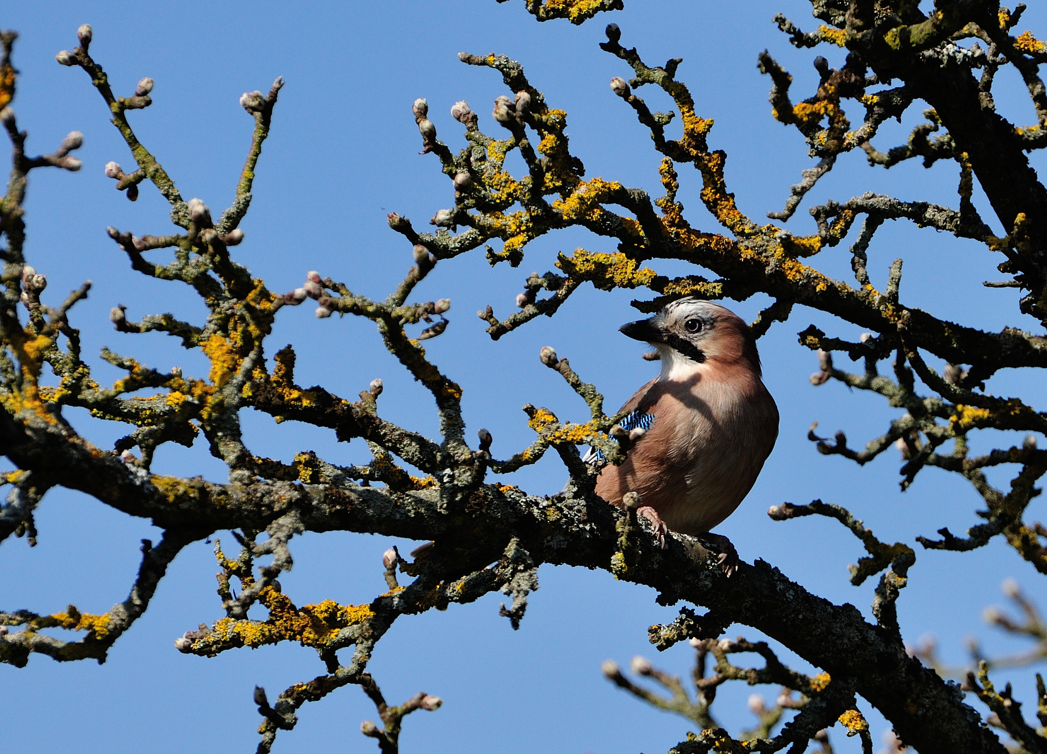 Nikon D3S + AF-S Nikkor 600mm f/4D IF-ED sample photo. Hkr_5734.jpg photography