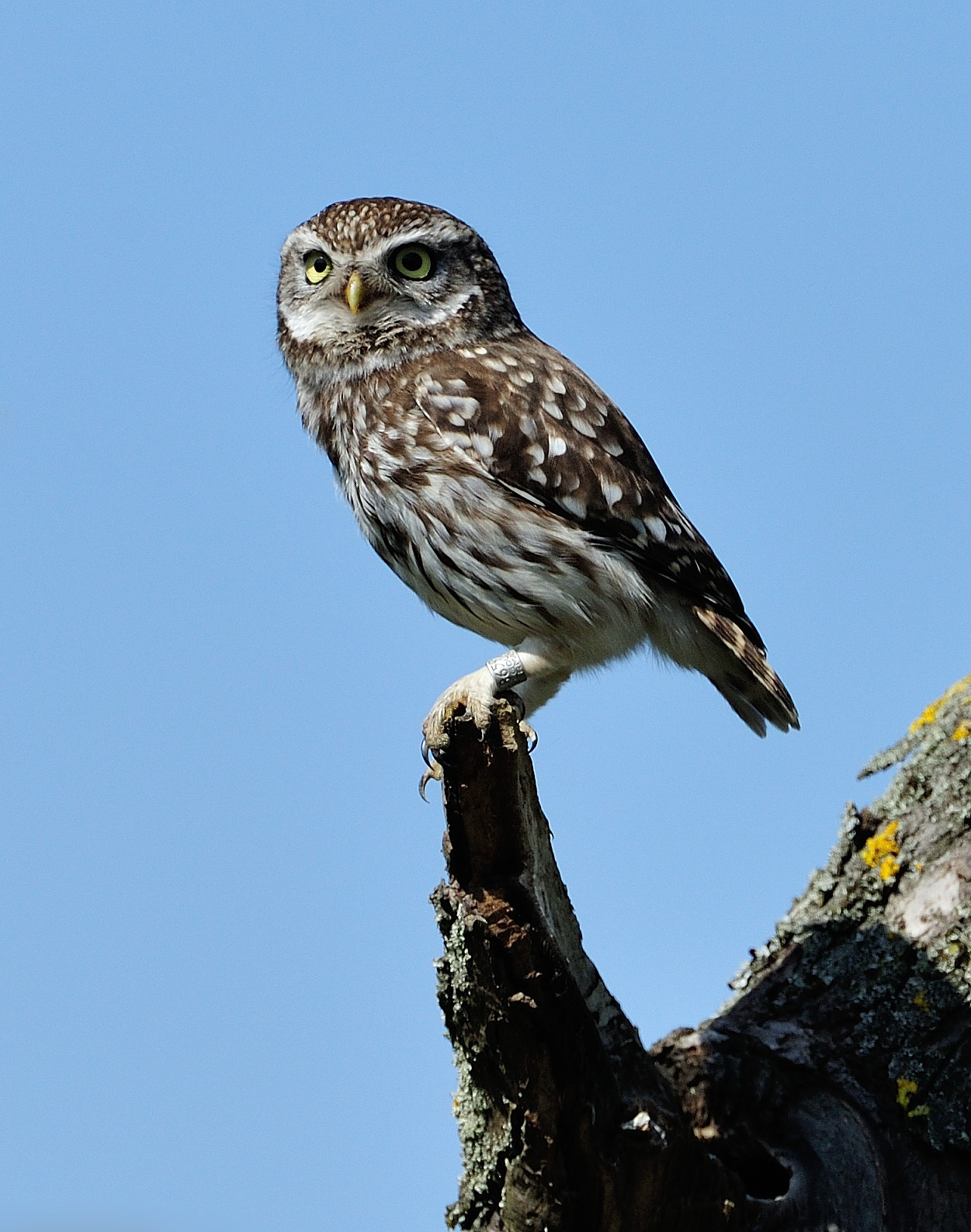 AF-S Nikkor 600mm f/4D IF-ED sample photo. Hkr_5781.jpg photography