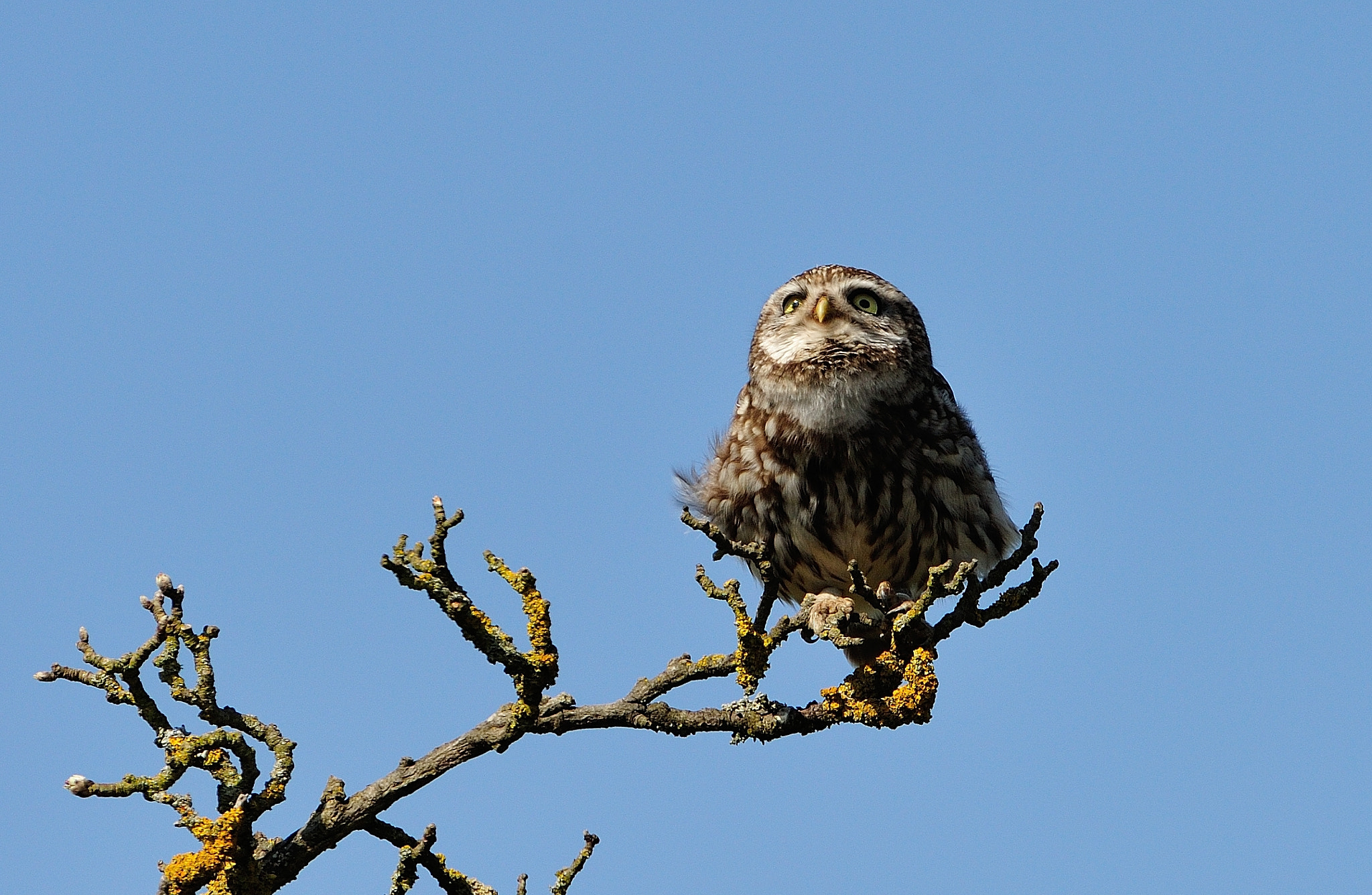 AF-S Nikkor 600mm f/4D IF-ED sample photo. Hkr_5818.jpg photography