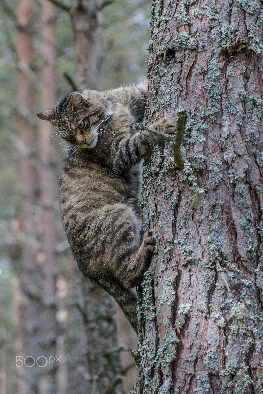 Canon EOS-1D Mark II sample photo. Scottish wildcat climbing a tree photography