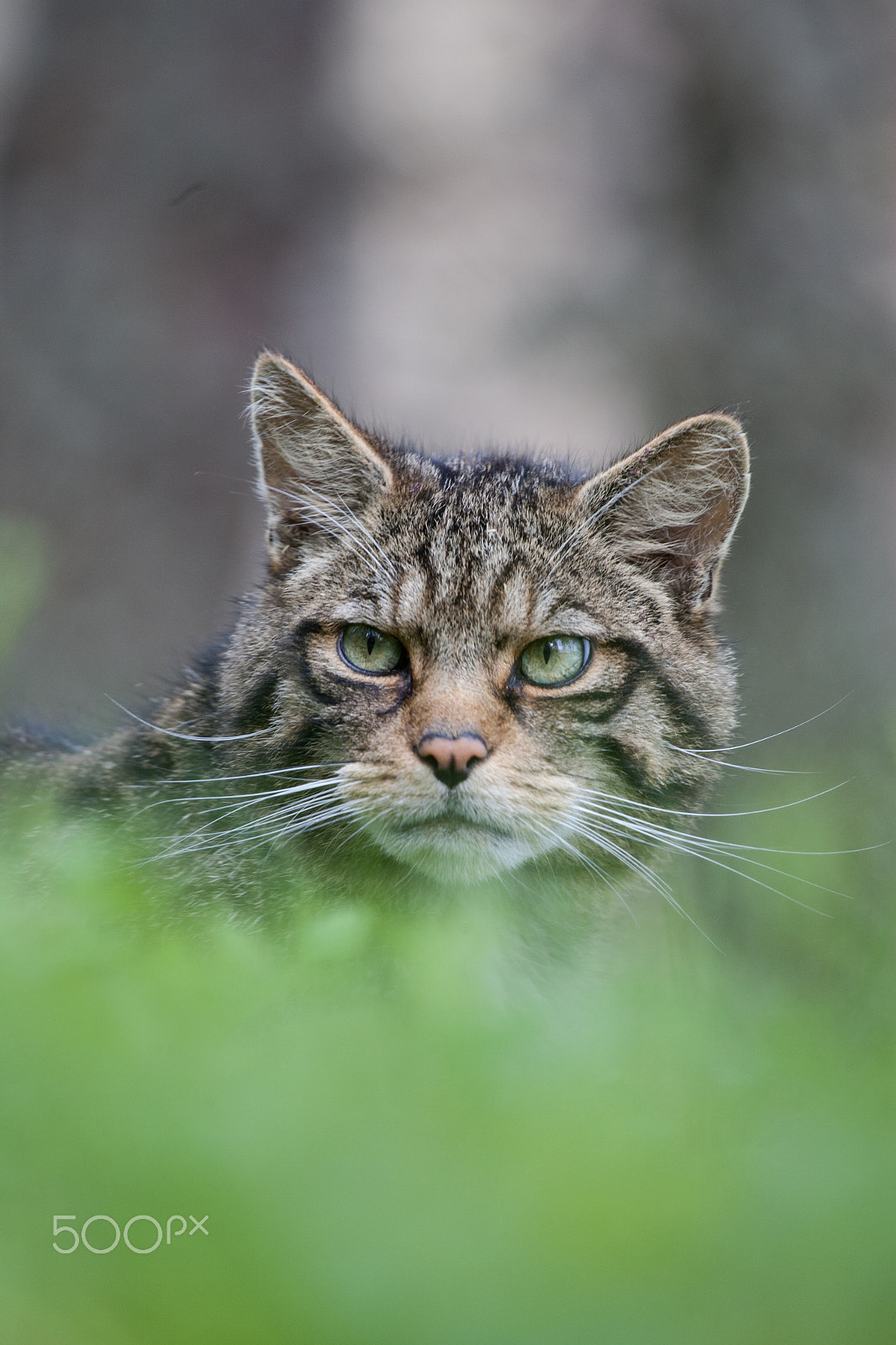 Canon EOS-1D Mark II sample photo. Scottish wildcat portrait photography