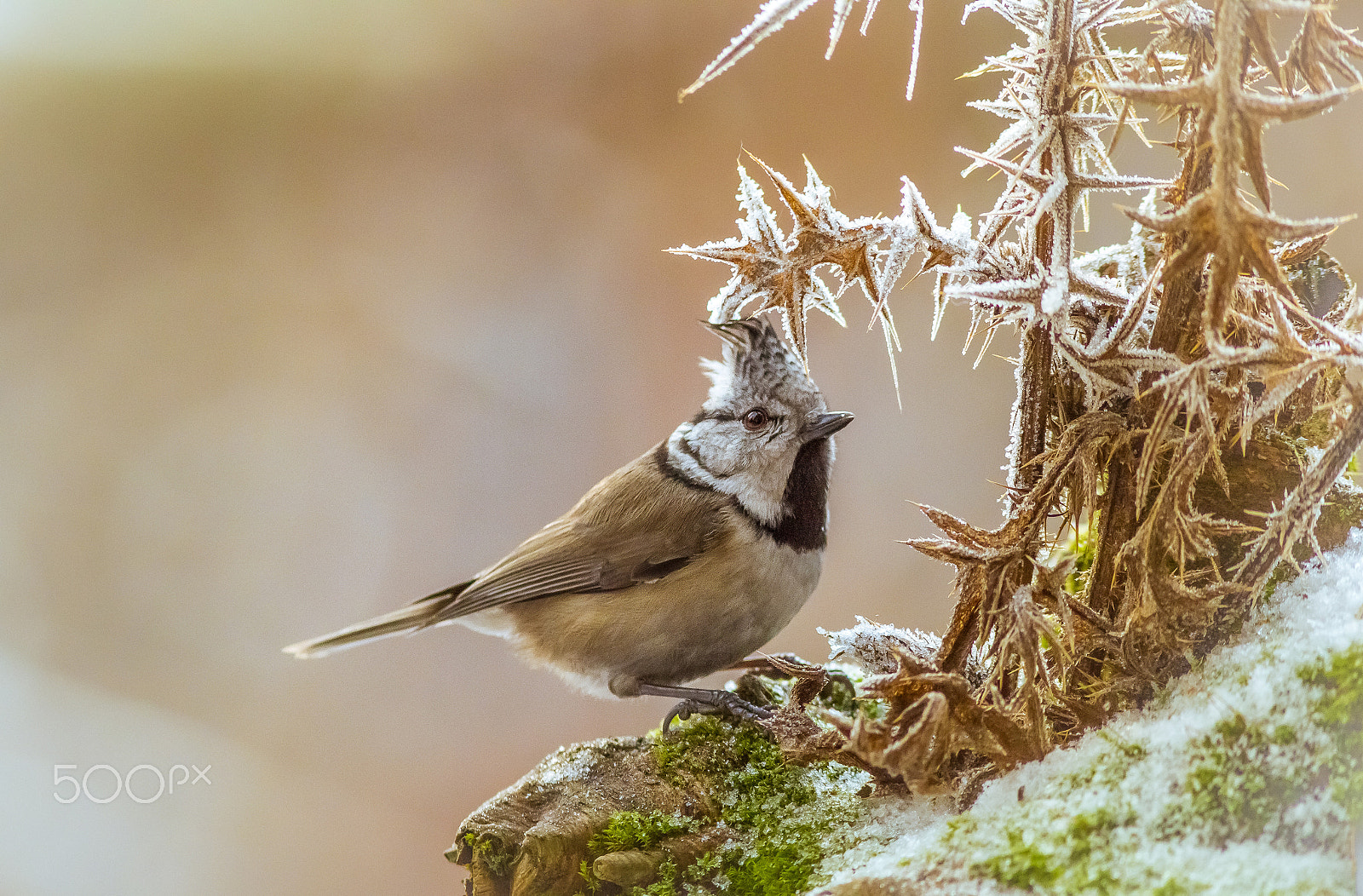 Canon EOS 60D + Canon EF 300mm F4L IS USM sample photo. Is it sharp? photography