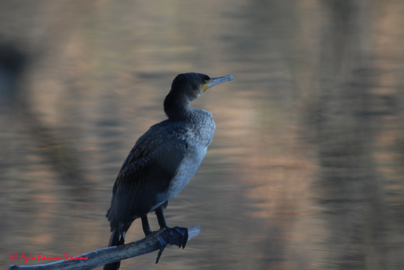 Nikon D200 + Sigma 80-400mm F4.5-5.6 EX OS sample photo. Cormorano photography