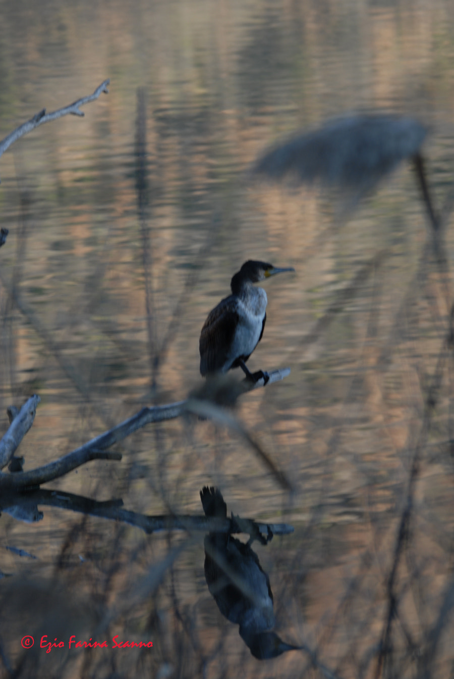 Nikon D200 + Sigma 80-400mm F4.5-5.6 EX OS sample photo. Specchiandosi photography