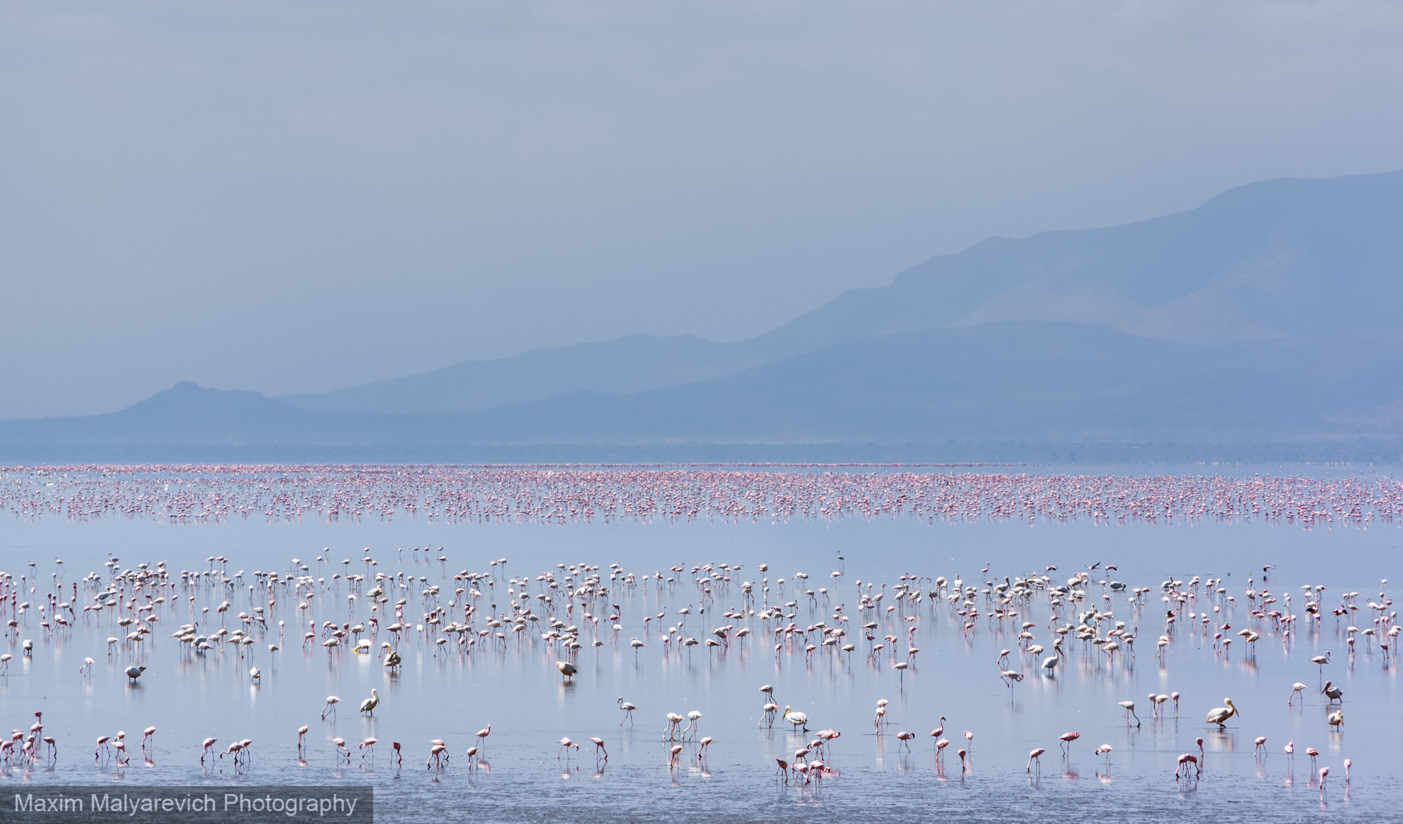 Canon EF 70-200mm F2.8L IS USM sample photo. The endless pink photography