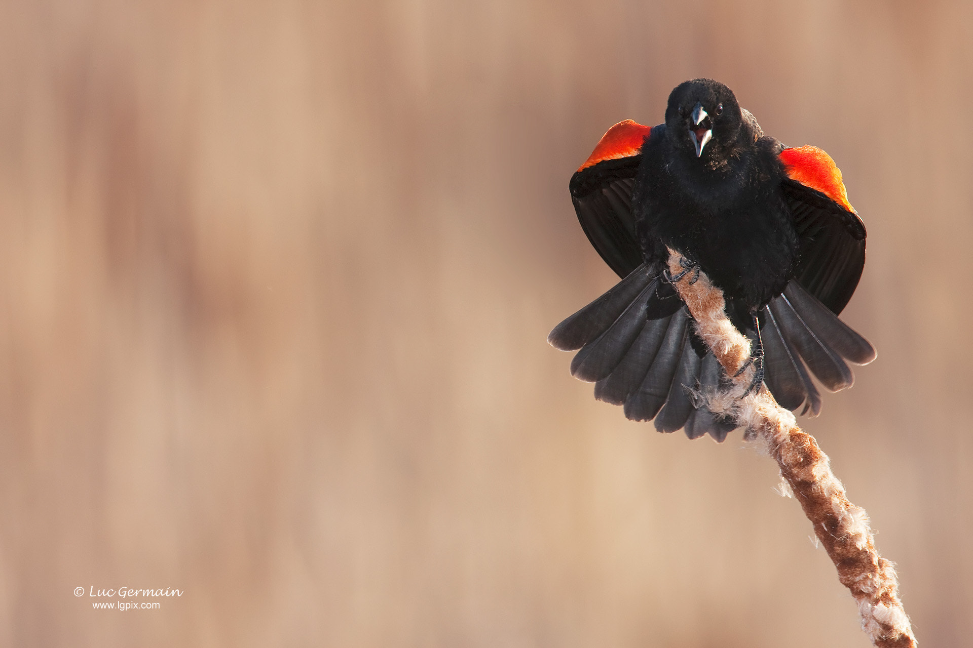 Canon EF 500mm F4L IS USM sample photo. Red-winged blackbird photography