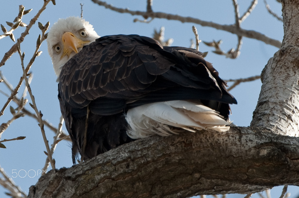 Nikon D3 + Nikon AF-S Nikkor 500mm F4G ED VR sample photo. Are you looking at me? photography