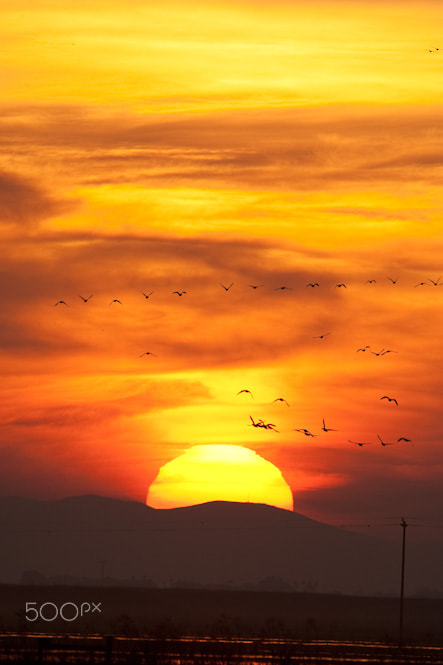 Nikon D3 sample photo. Sandhill cranes and sunset over lodi, california photography