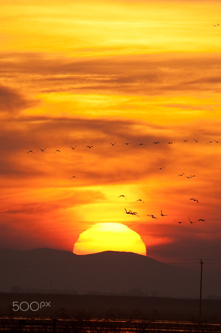 Nikon D3 + Nikon AF-S Nikkor 500mm F4G ED VR sample photo. Sandhill cranes and sunset over lodi, california photography