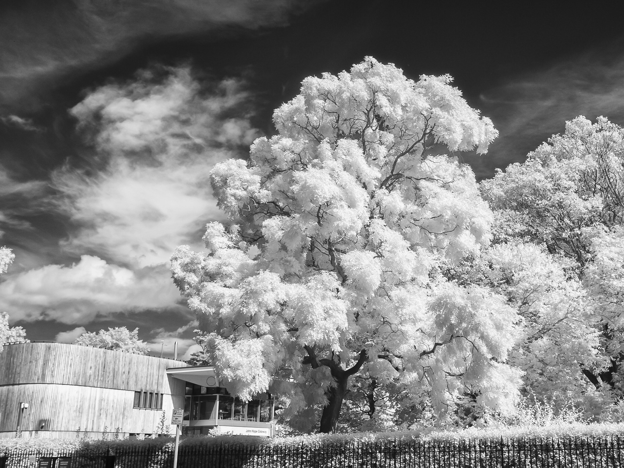 Canon EOS-1D Mark II sample photo. Tree at royal botanical gardens photography