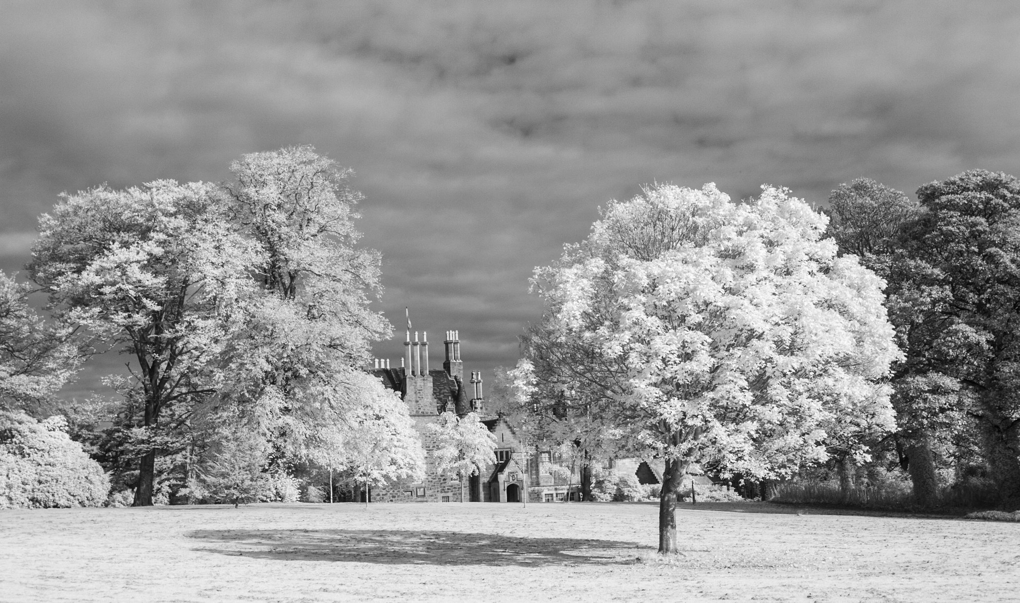 Canon EOS-1D Mark II sample photo. Tree at lauriston castle photography