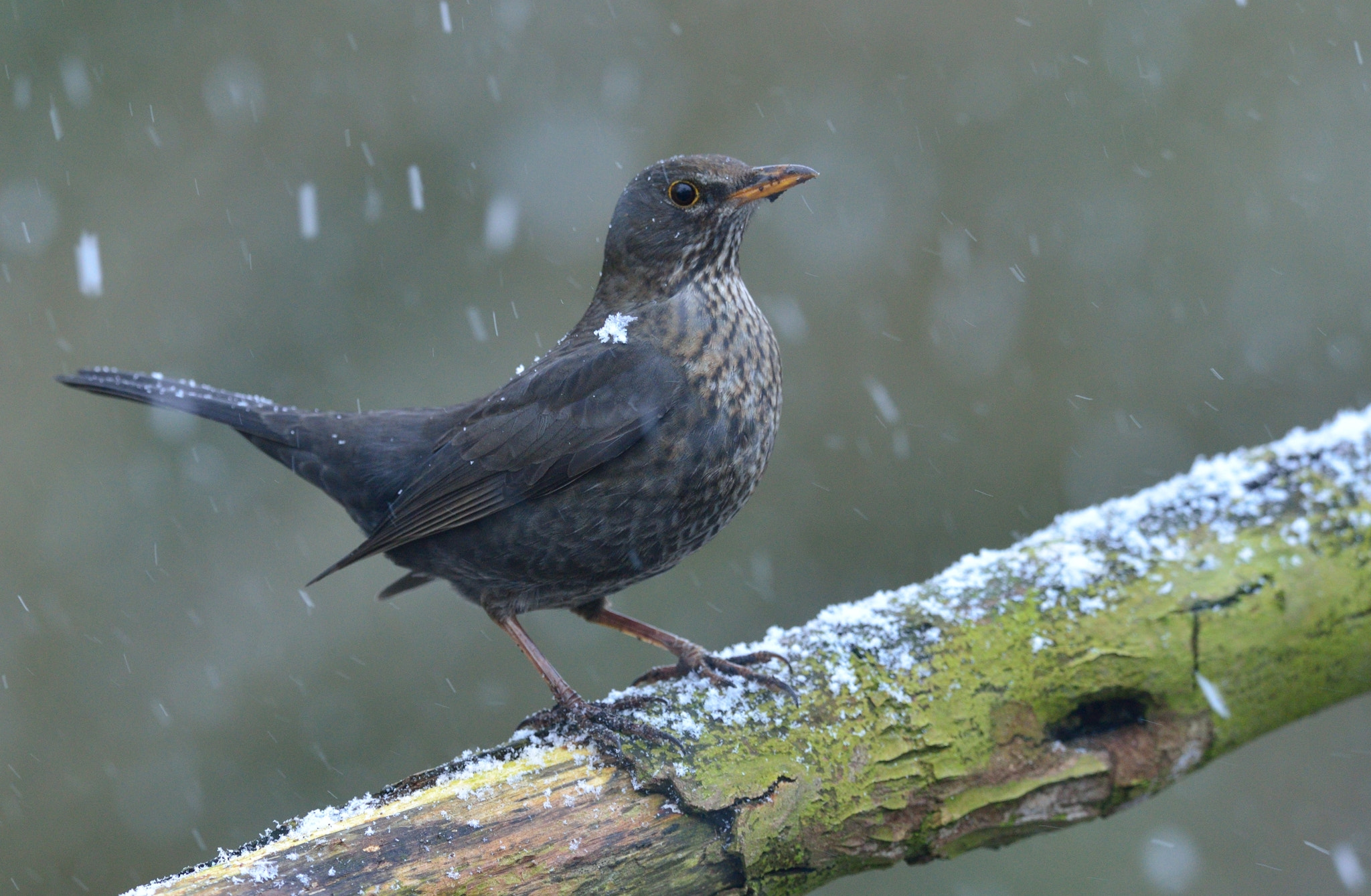 Nikon D600 + Nikon AF-S Nikkor 400mm F2.8D ED-IF II sample photo. Merel photography