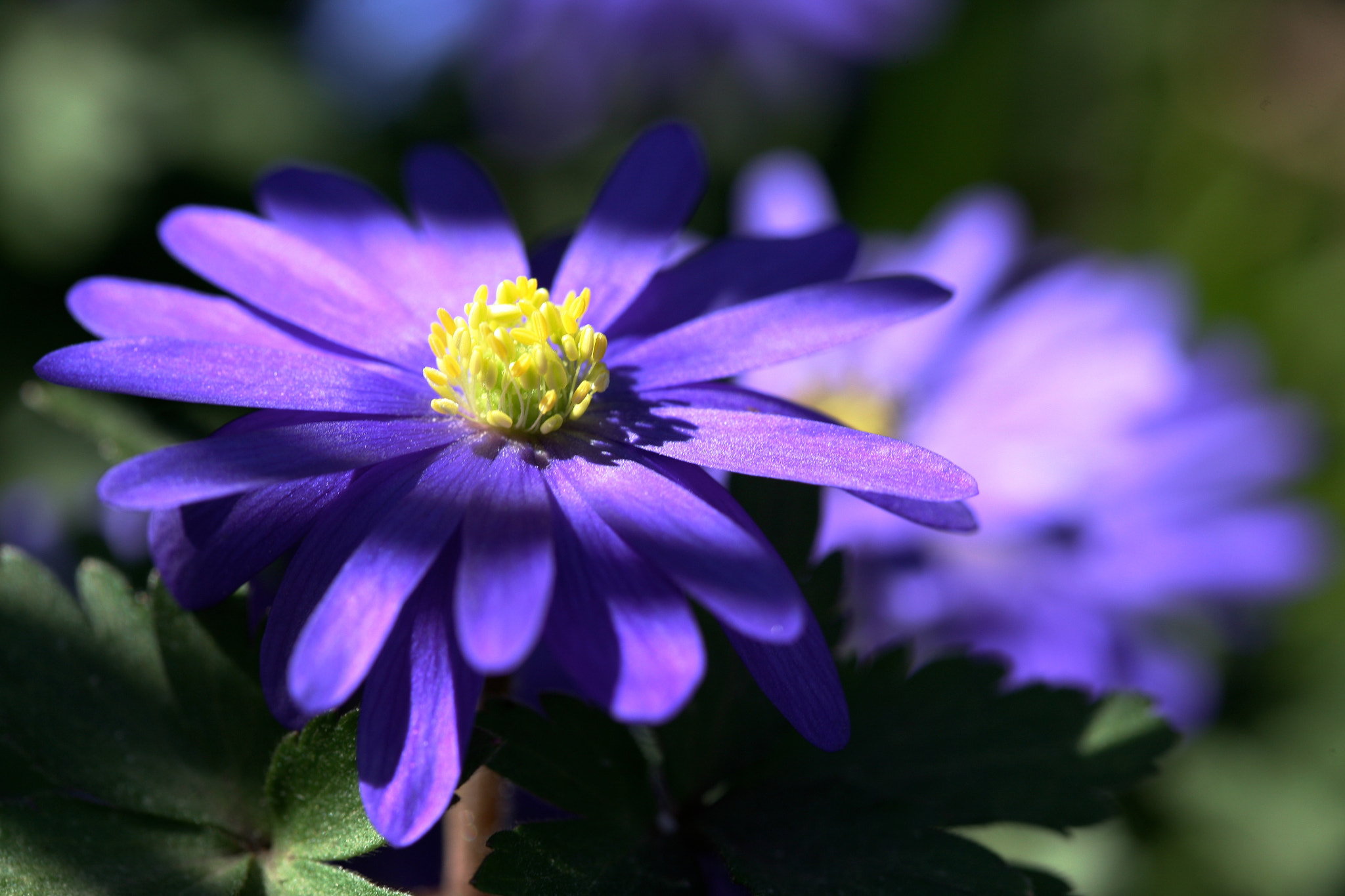 Canon EOS 5D + Canon EF 100mm F2.8 Macro USM sample photo. Blue satin photography