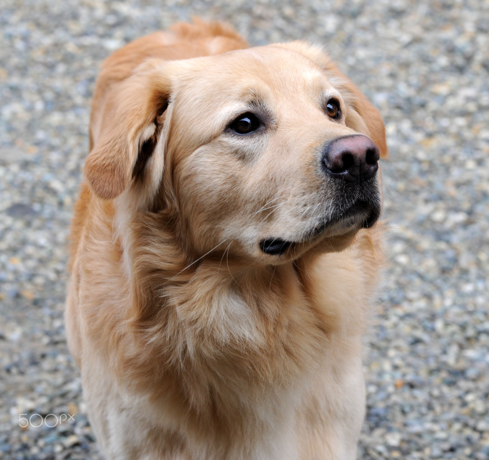 Sigma 70-200mm F2.8 EX DG OS HSM sample photo. Kenai photography