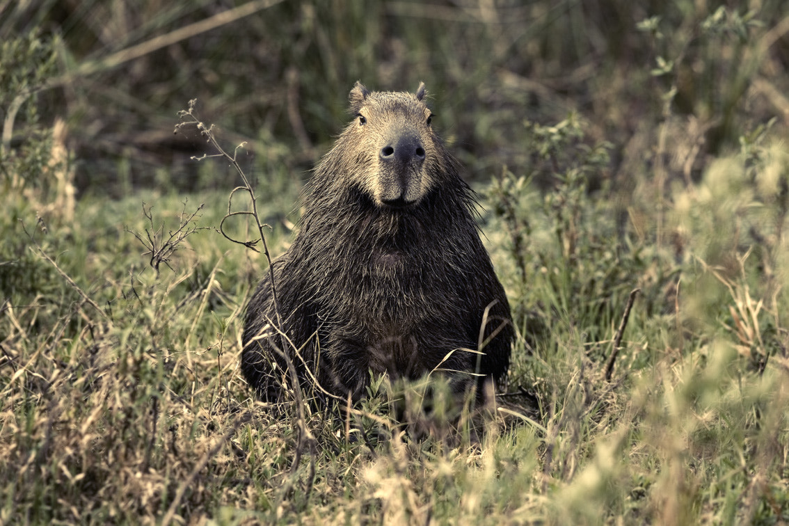 Canon EOS 5D + Canon EF 200mm f/2.8L sample photo. Carpincho photography