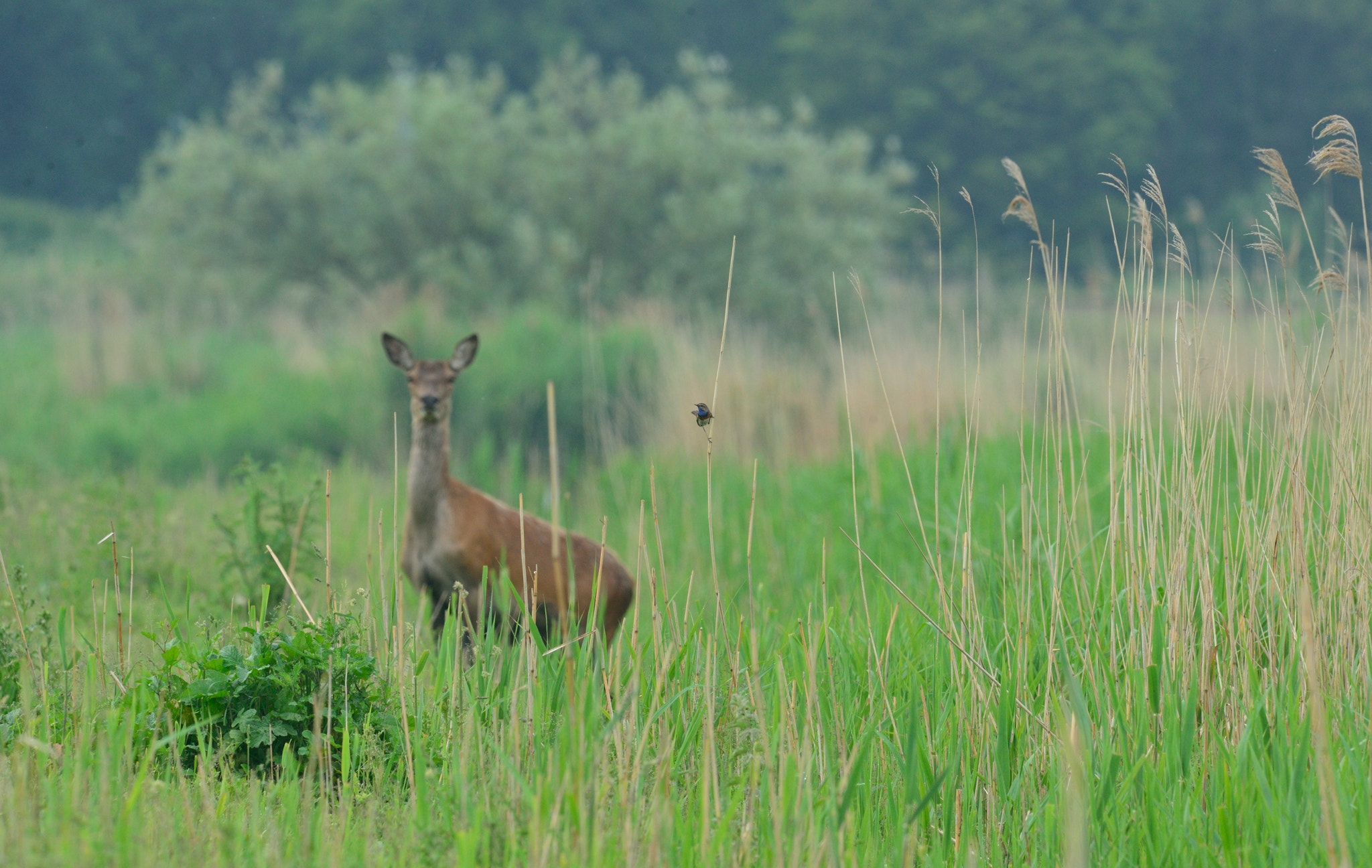 Nikon AF-S Nikkor 400mm F2.8D ED-IF II sample photo. Unexpected visitor..... photography