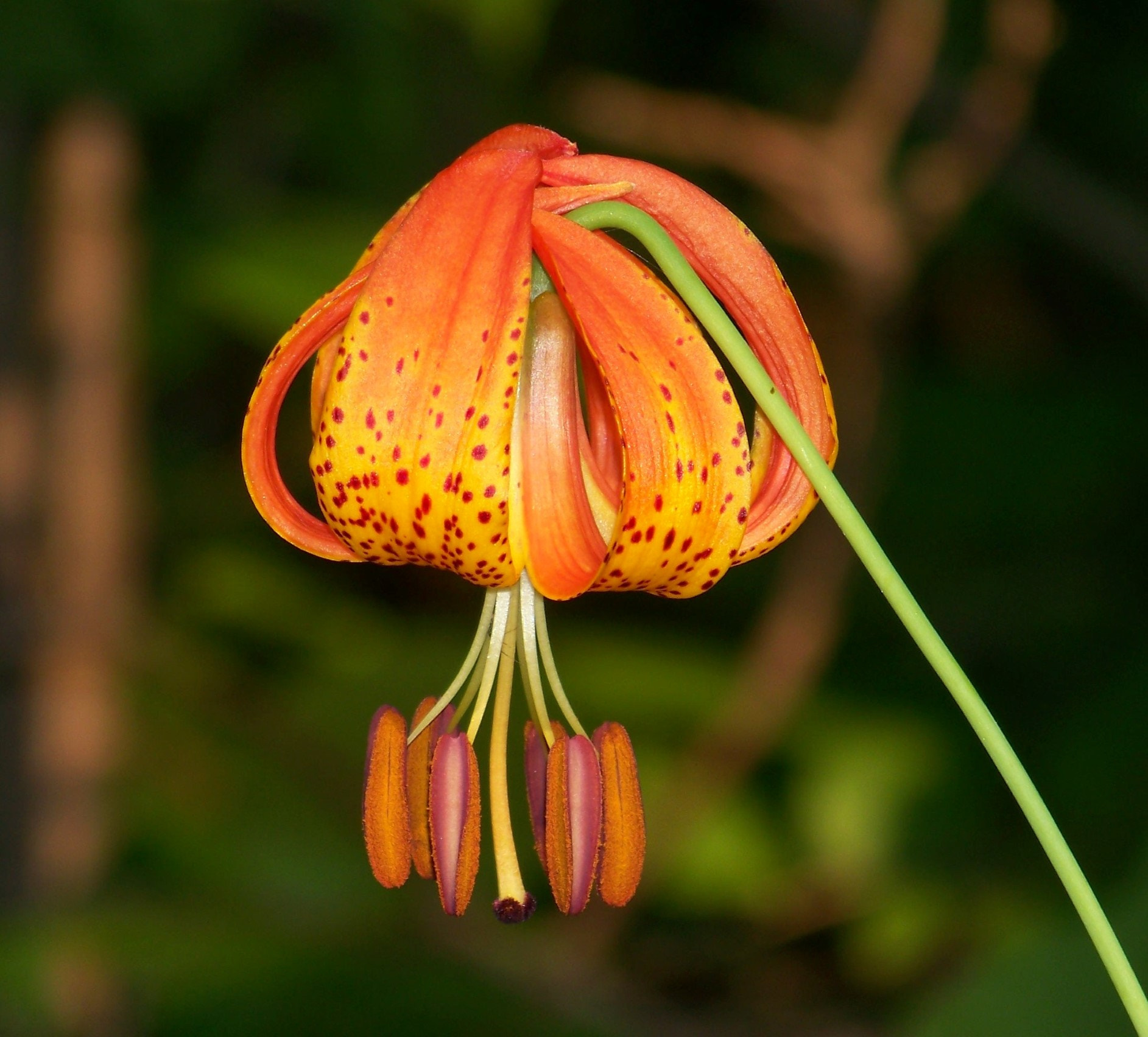 Kodak EASYSHARE Z8612 IS DIGITAL CAMERA sample photo. Wild tiger lily photography