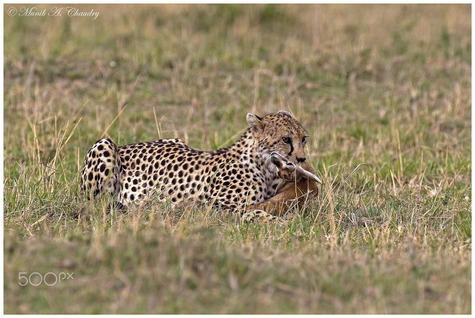 Canon EF 200-400mm F4L IS USM Extender 1.4x sample photo. The lone youngster! photography