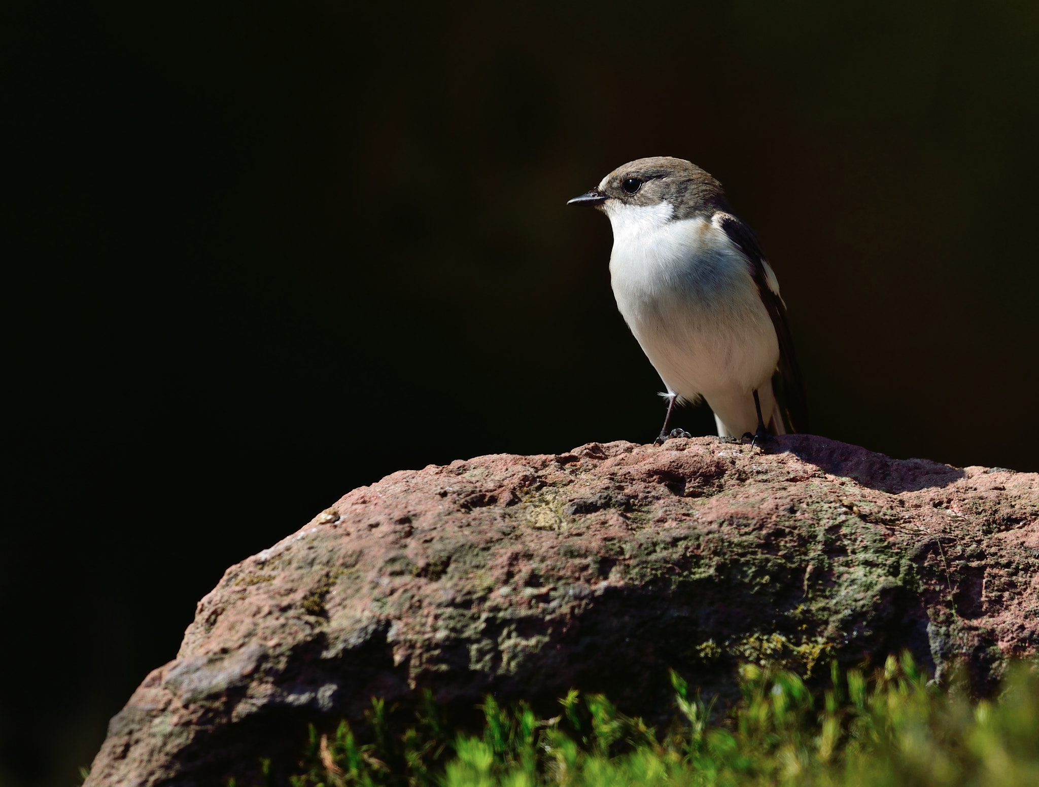 Nikon AF-S Nikkor 400mm F2.8D ED-IF II sample photo. Bonte vliegenvanger photography