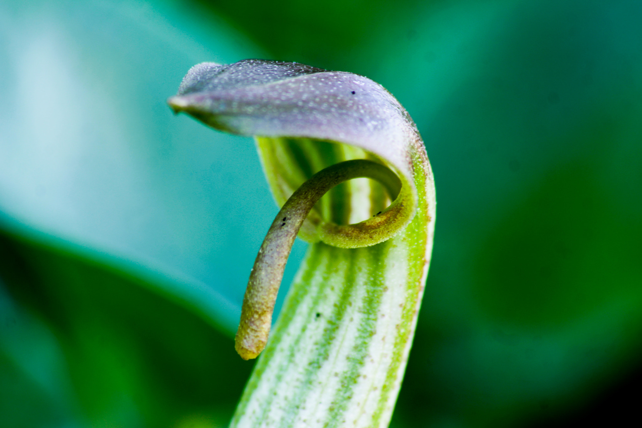 Canon EOS M sample photo. A beautiful plant photography