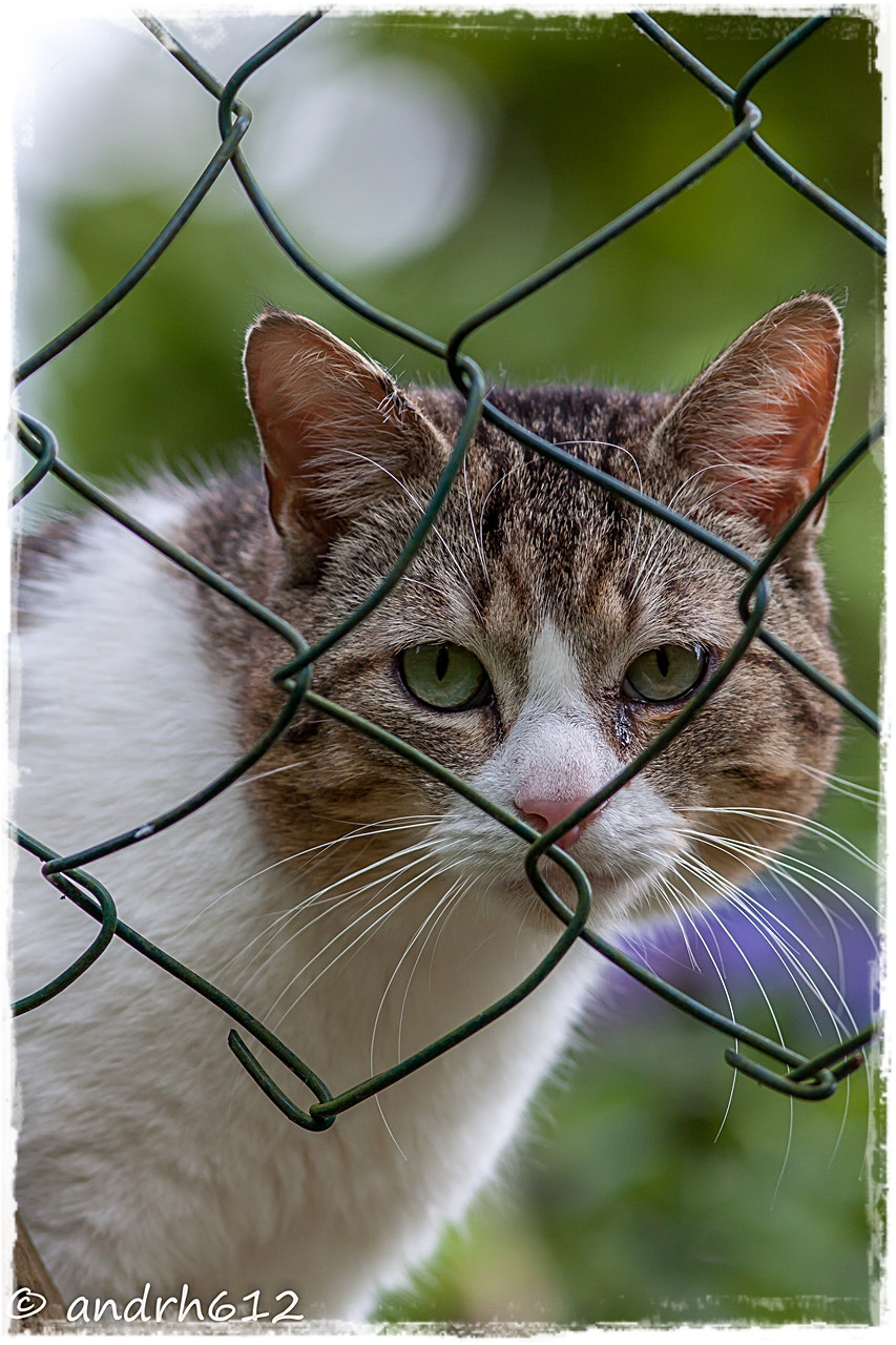Canon EOS 50D + Canon EF 300mm F4L IS USM sample photo. Tristesse photography