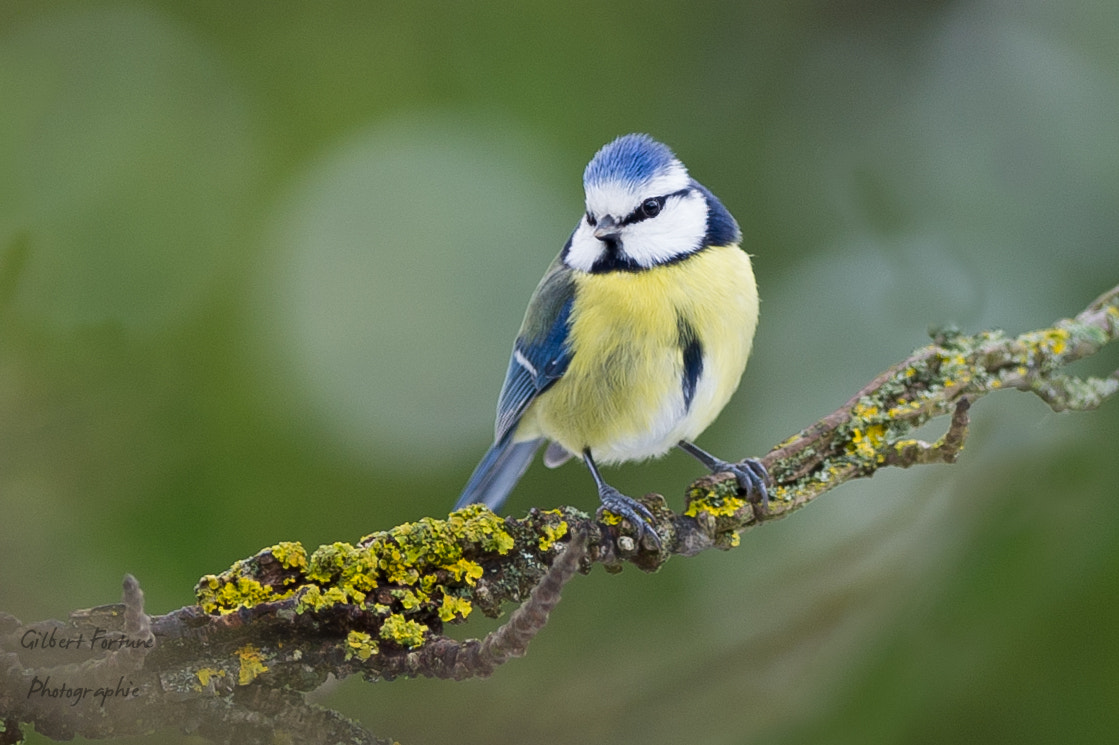 Nikon AF-S Nikkor 300mm F2.8G ED VR II sample photo. Mesange bleue photography