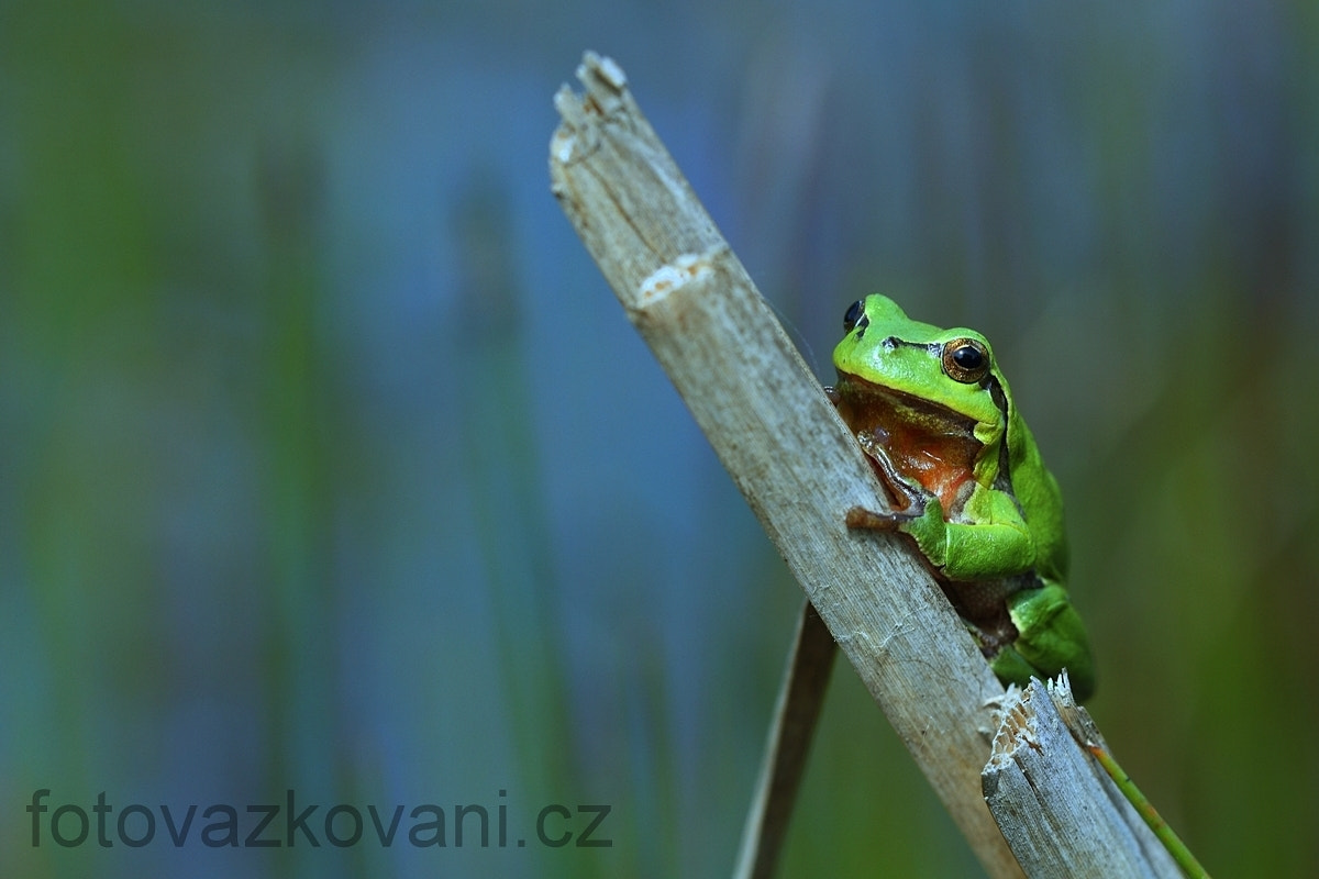 Sigma 150mm f/2.8 EX DG OS HSM APO Macro sample photo. Tree frog photography