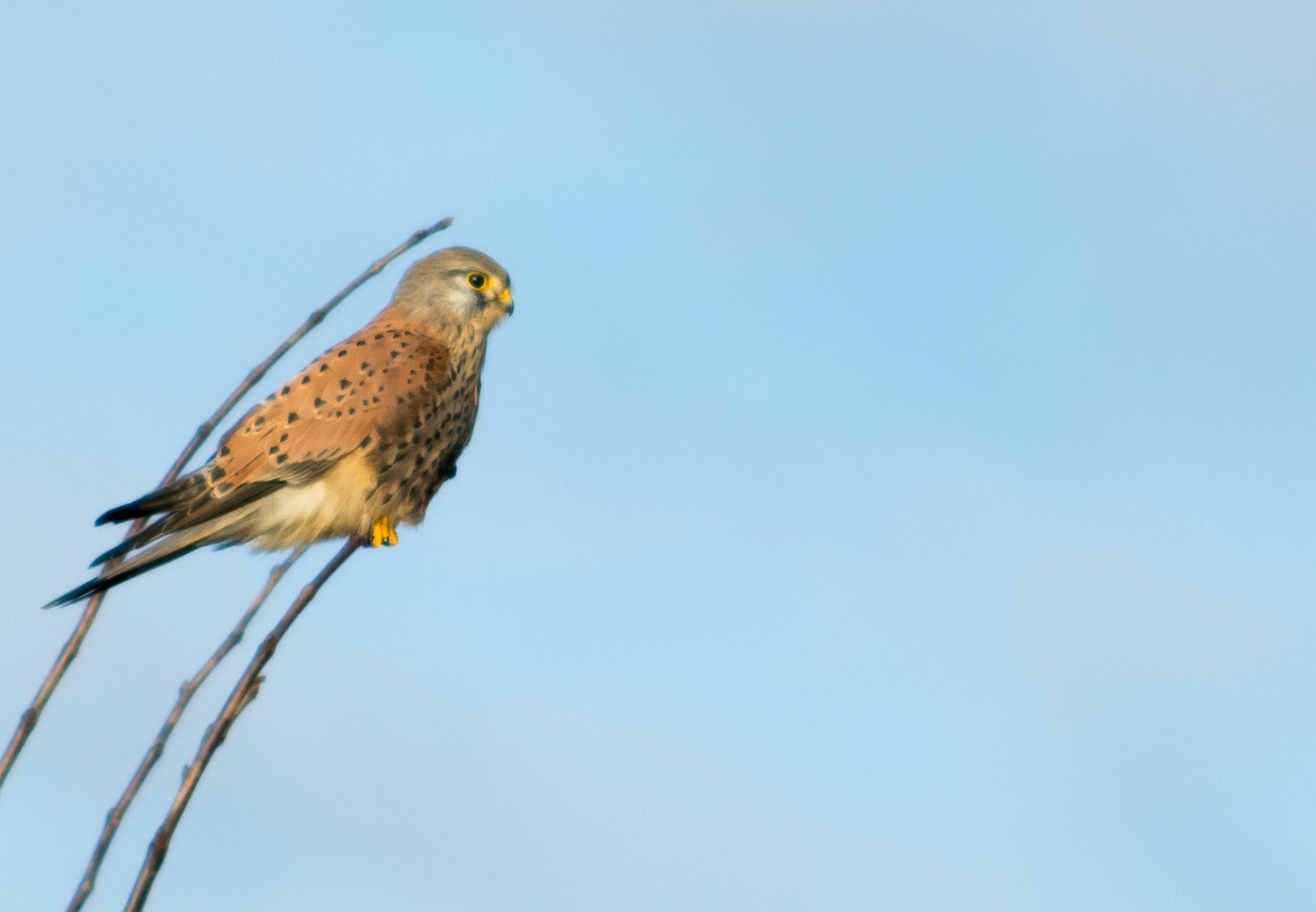 Nikon D7100 sample photo. Mini bird photography