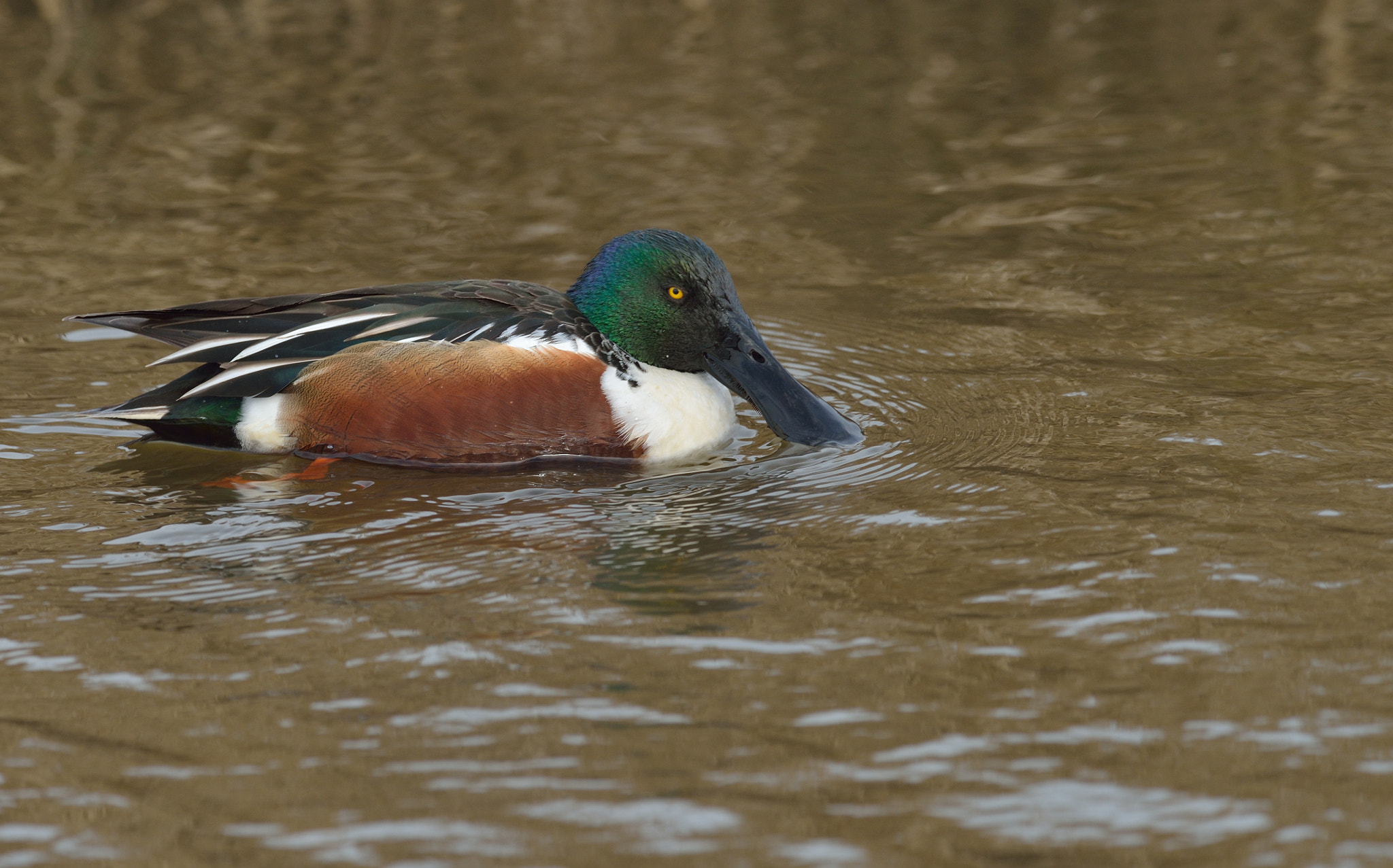 Nikon D600 + Nikon AF-S Nikkor 400mm F2.8D ED-IF II sample photo. Slobeend photography