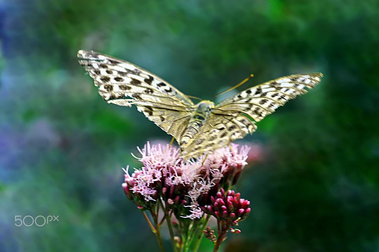 Sony Alpha DSLR-A550 + Minolta AF 50mm F3.5 Macro sample photo. Papillon commun du piémont photography