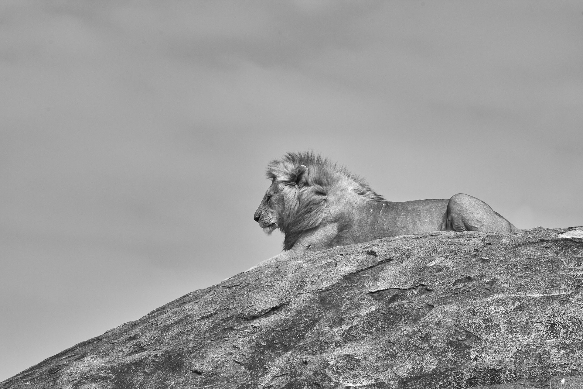 Canon EF 300mm f/2.8L sample photo. Kopje photography