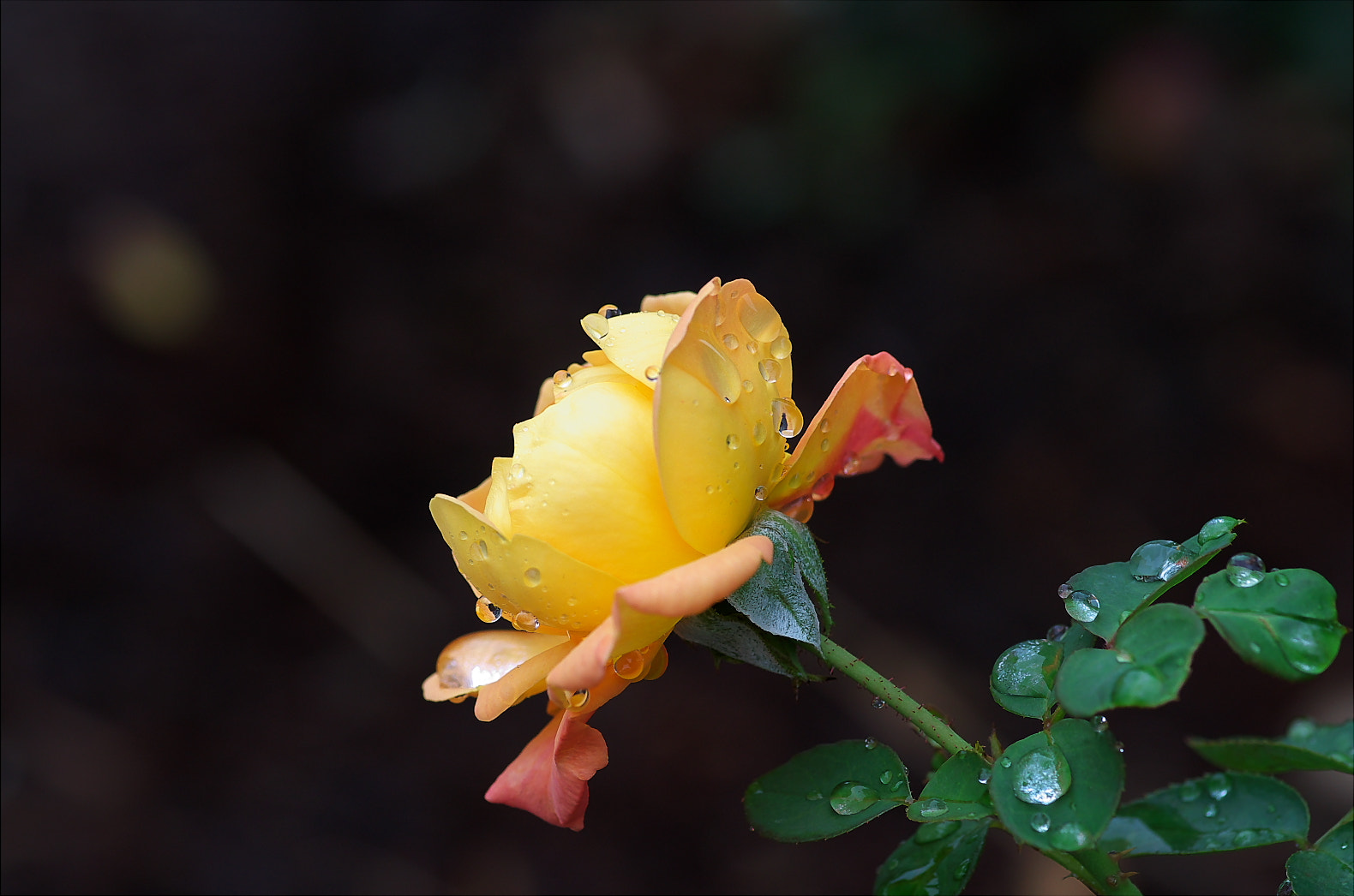 Pentax smc D-FA 100mm F2.8 Macro WR sample photo. It rose wet with rain photography