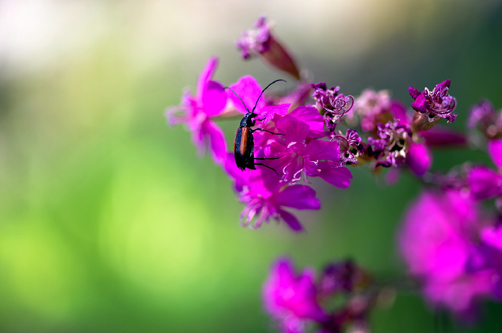 Pentax K20D + Pentax smc D-FA 50mm F2.8 Macro sample photo. No title.. _4_ photography