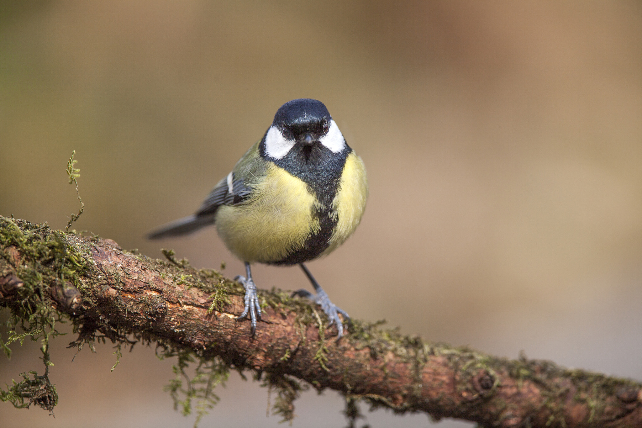 Canon EF 300mm F2.8L IS USM sample photo. Koolmees photography