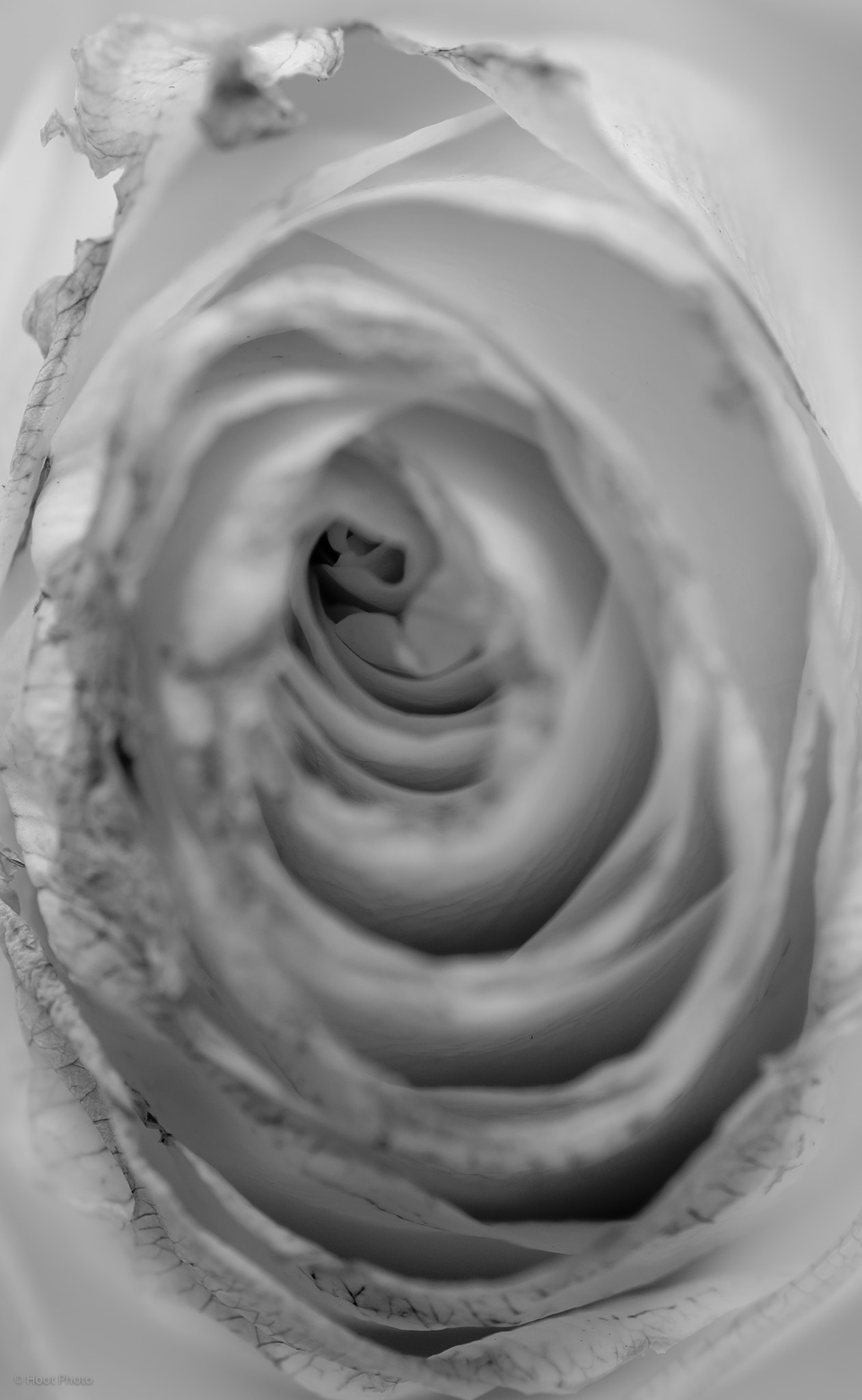 ZEISS Makro-Planar T* 100mm F2 sample photo. Rose hart photography