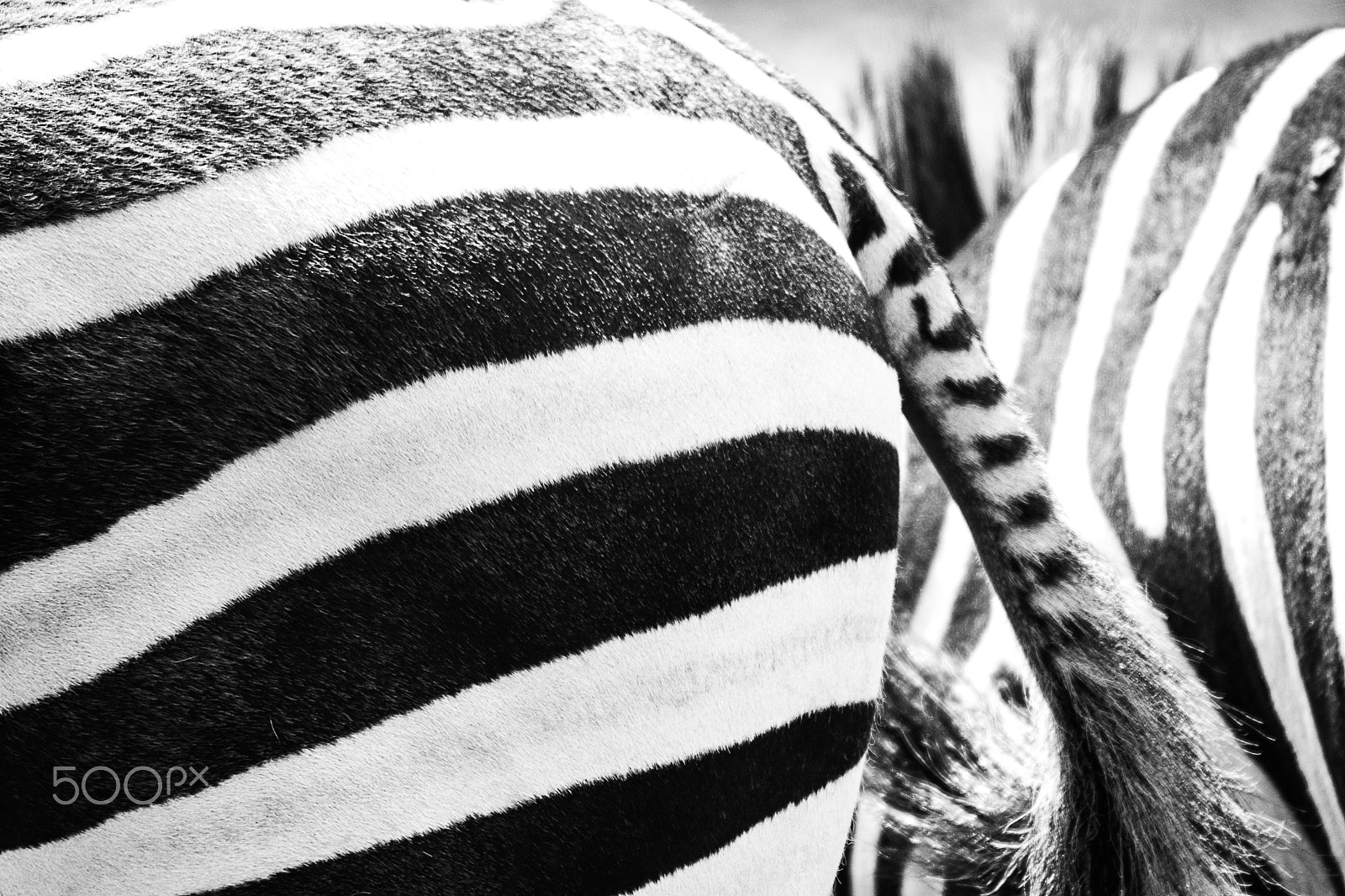 Sigma 150-500mm F5-6.3 DG OS HSM sample photo. Fa239 photography
